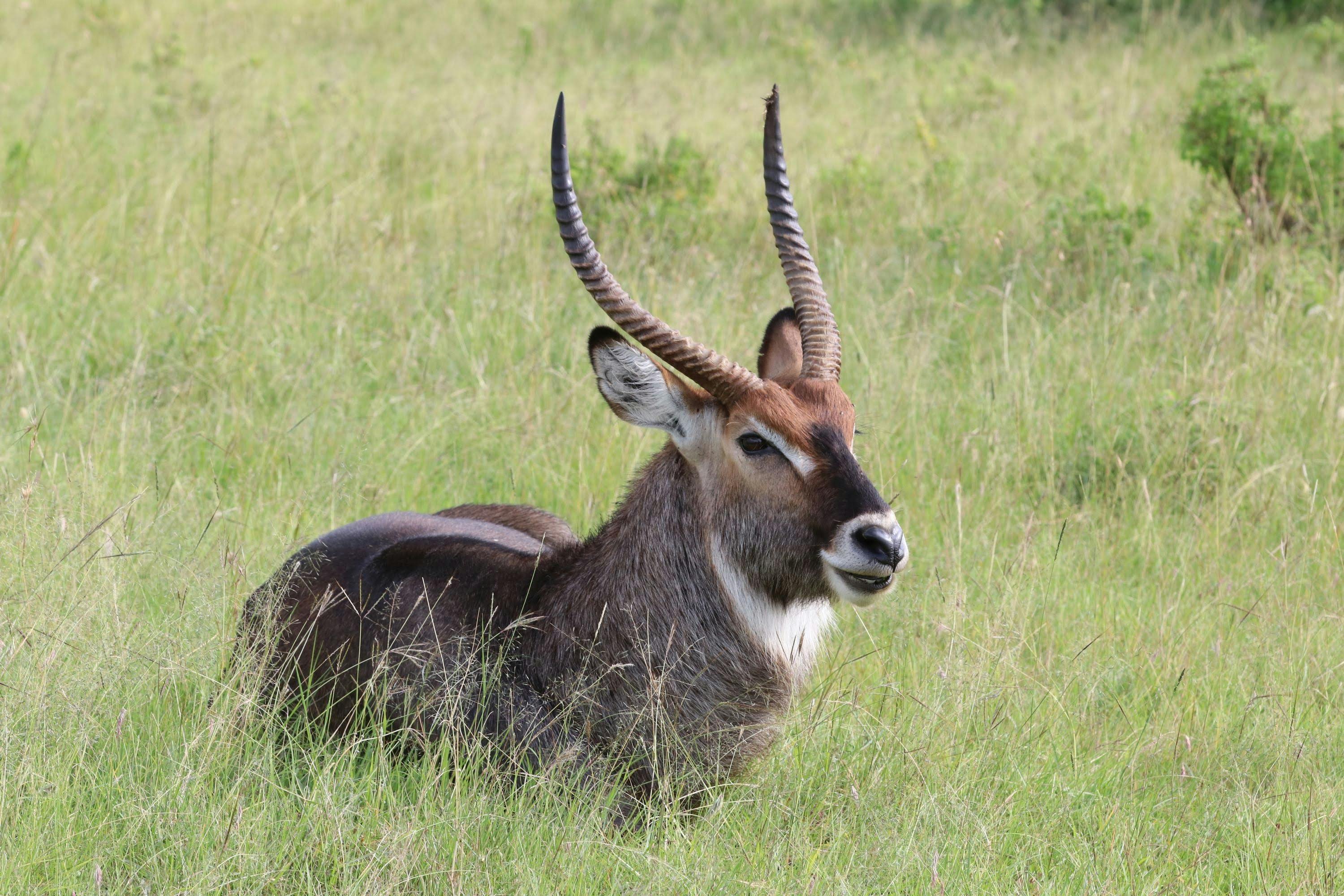 Waterbuck Photo, Download The BEST