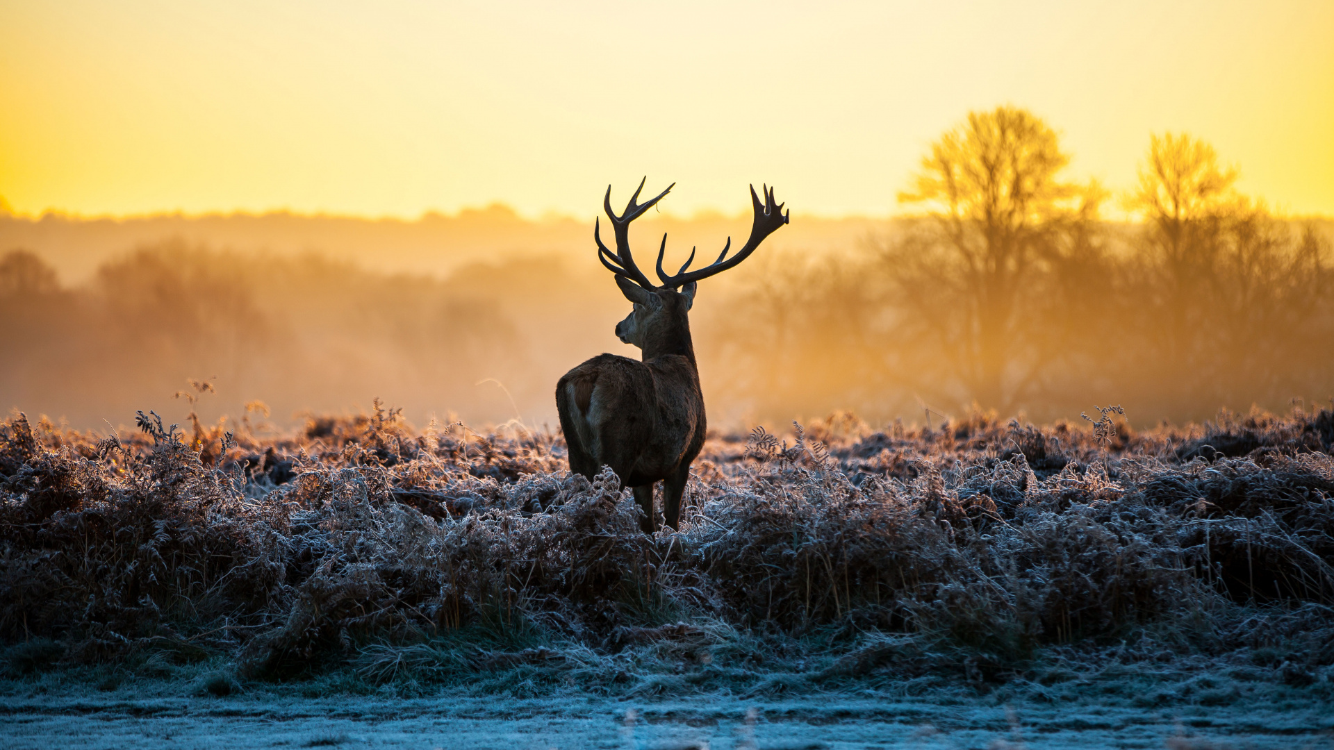Brown Deer on Blue Body of Water During