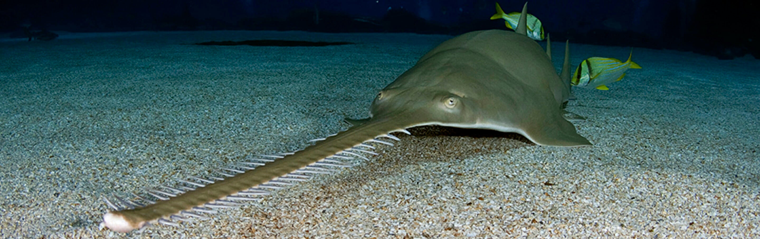 Longcomb Sawfish