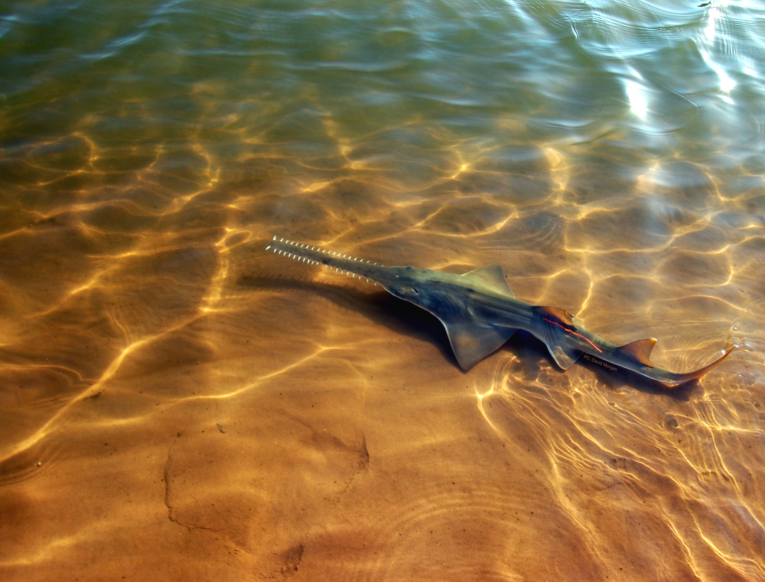 Sawfish Conservation Society