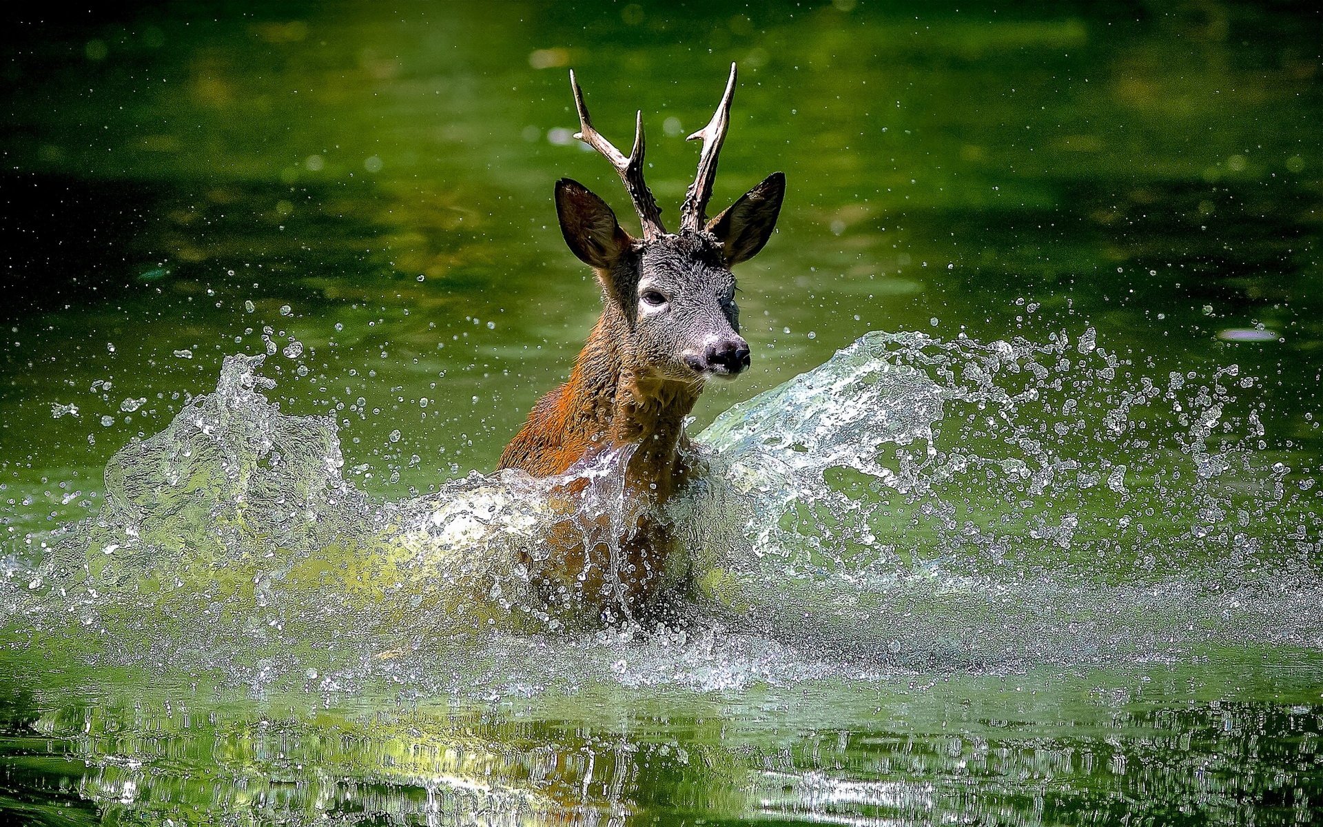 Download Animal Deer HD Wallpaper