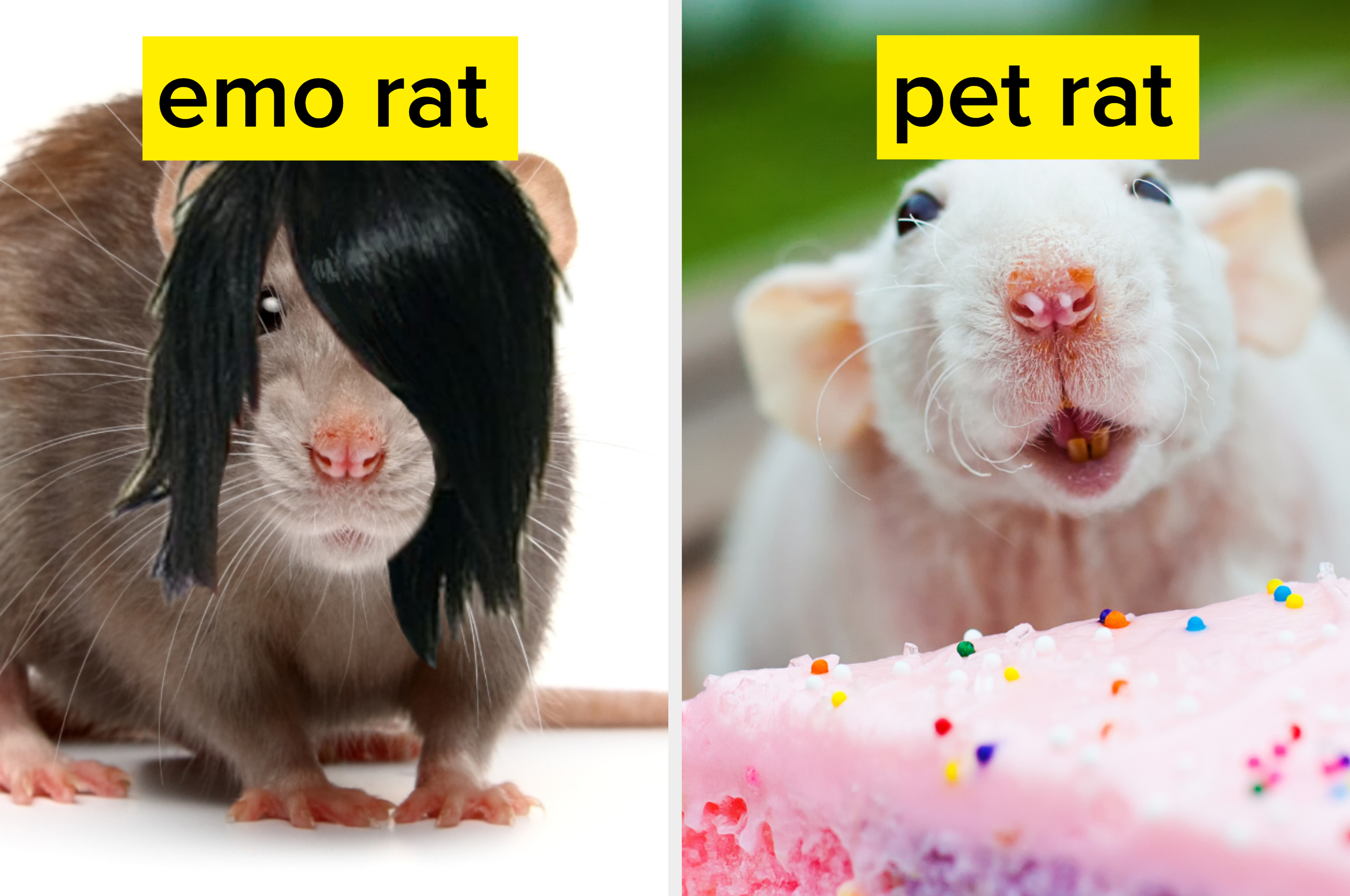 What Kind Of Rat Are You?