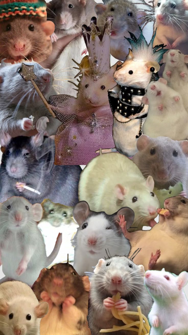 i got bored so.rat collage