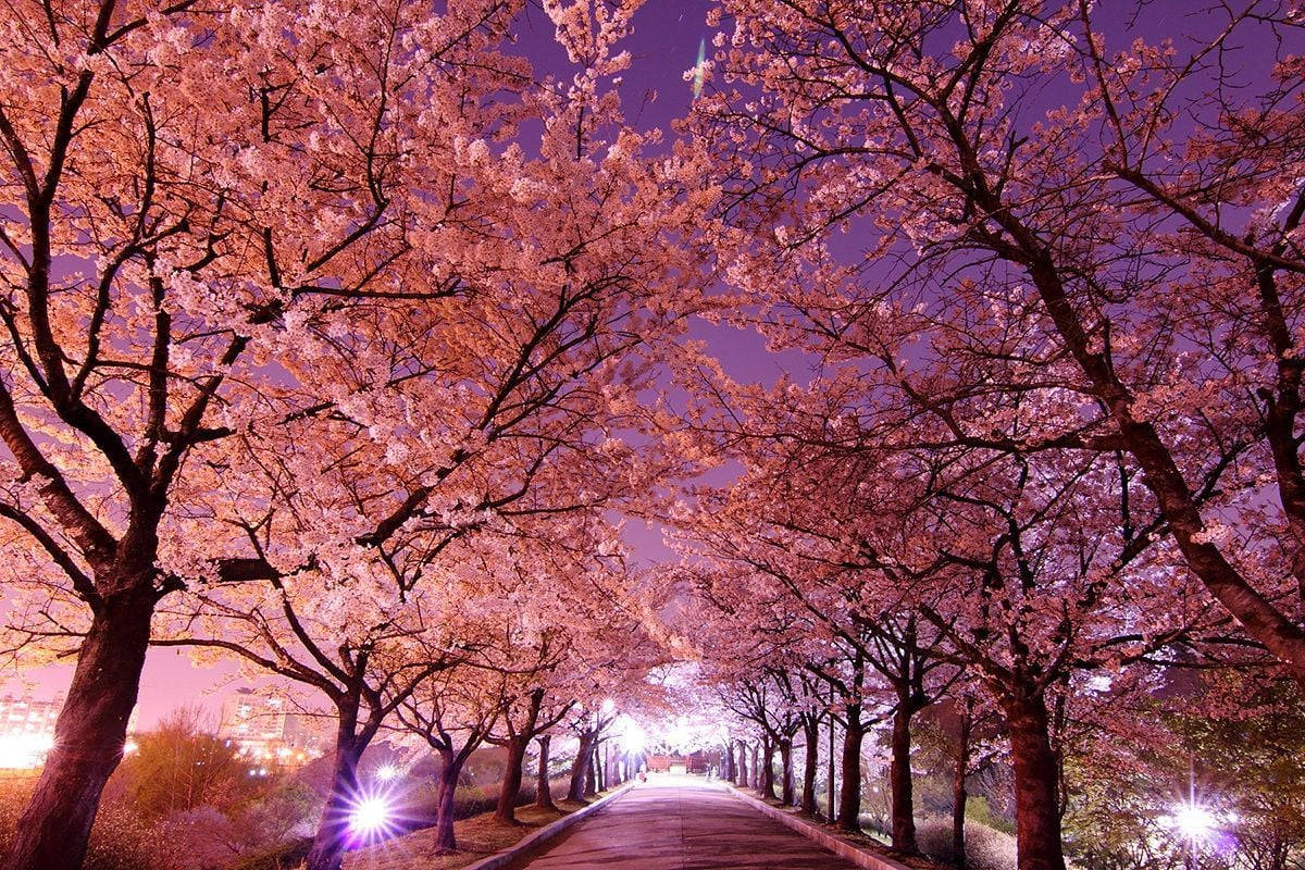 South Korea Park With Cherry Blossoms
