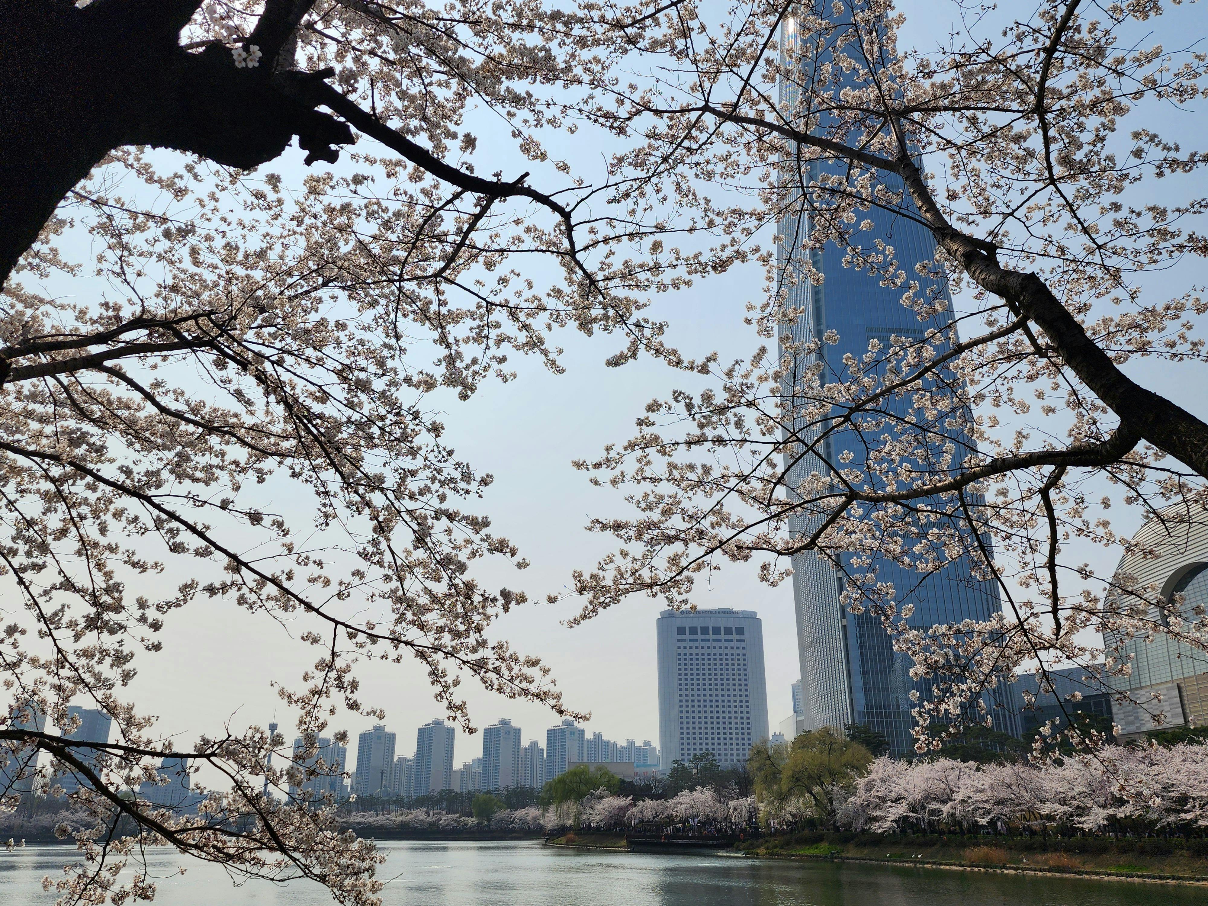 Seoul Skyline with Cherry Blossoms