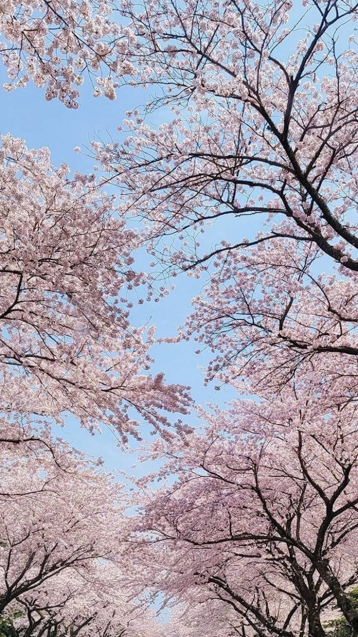 Download free Korea Cherry Blossoms