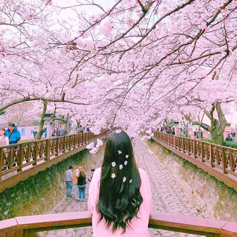 Girl And Cherry Blossom In Korea