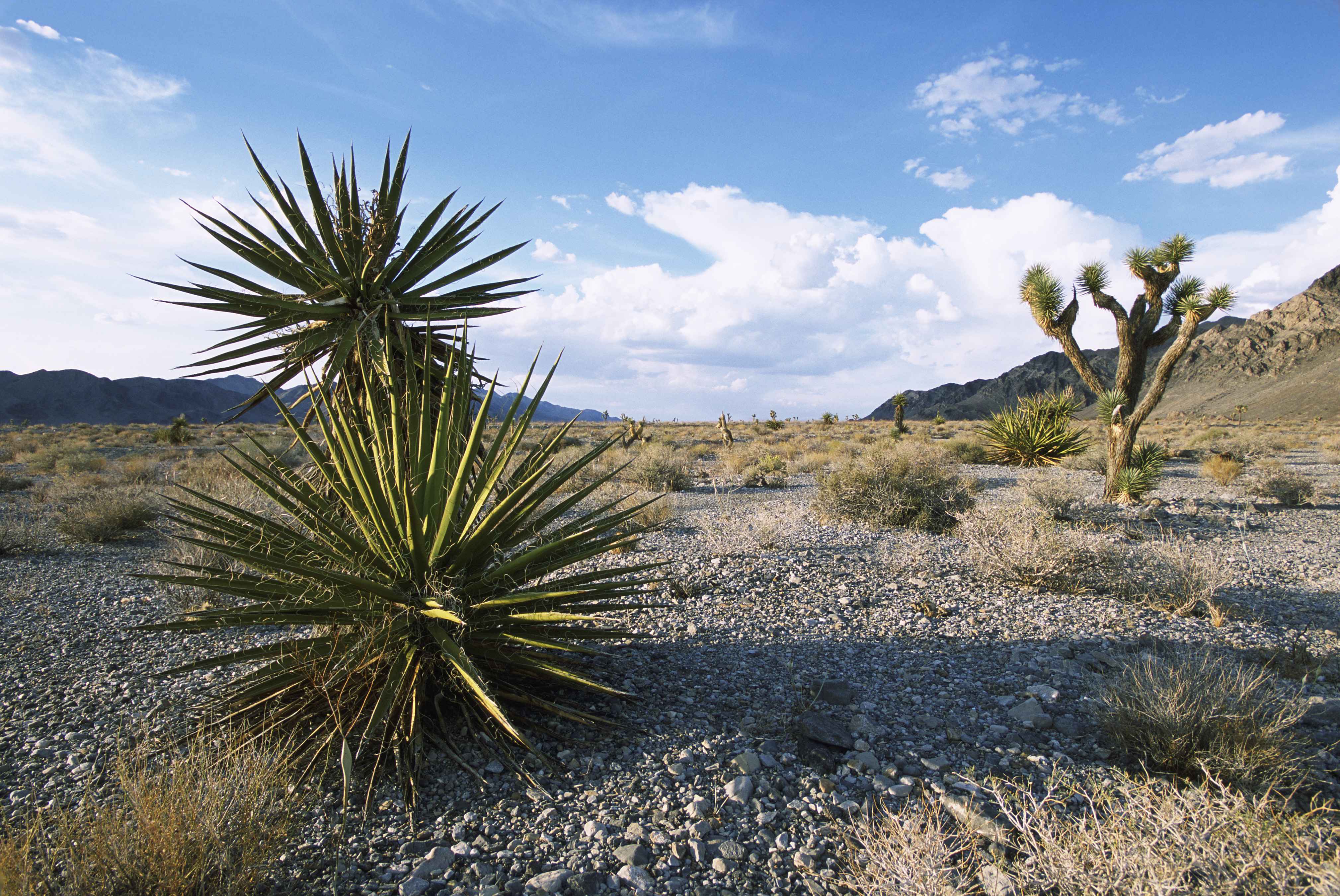 Mexico, desert, nature, landscape