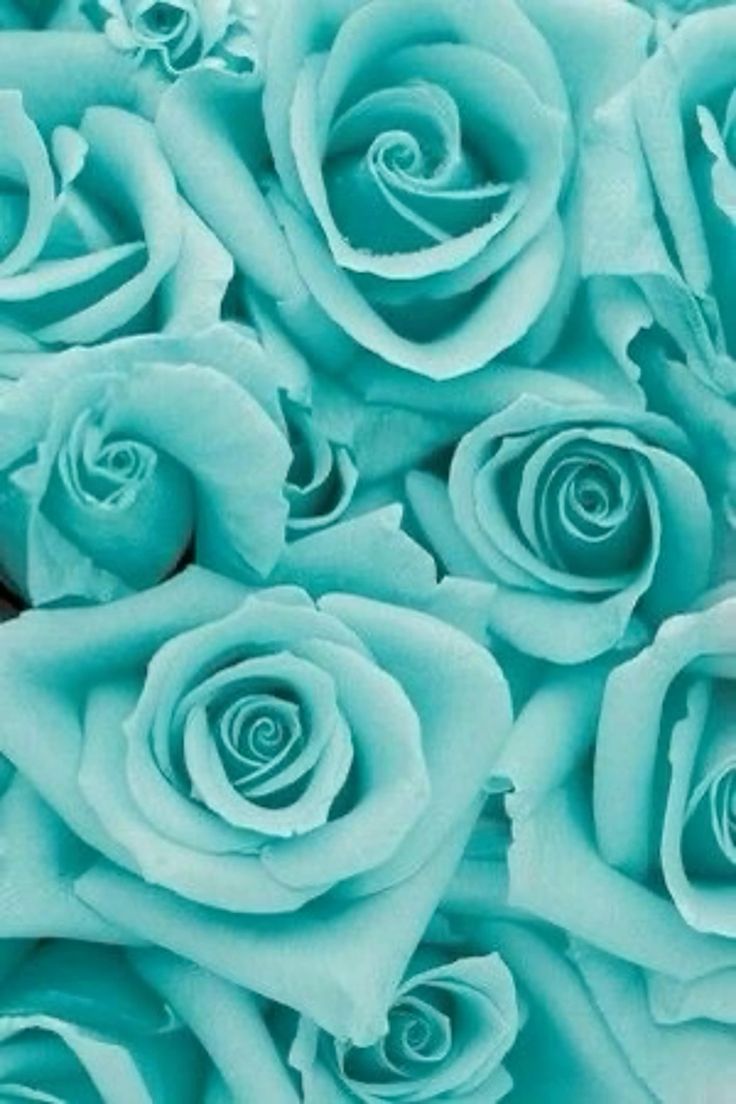 Close Up of Stunning Blue Roses
