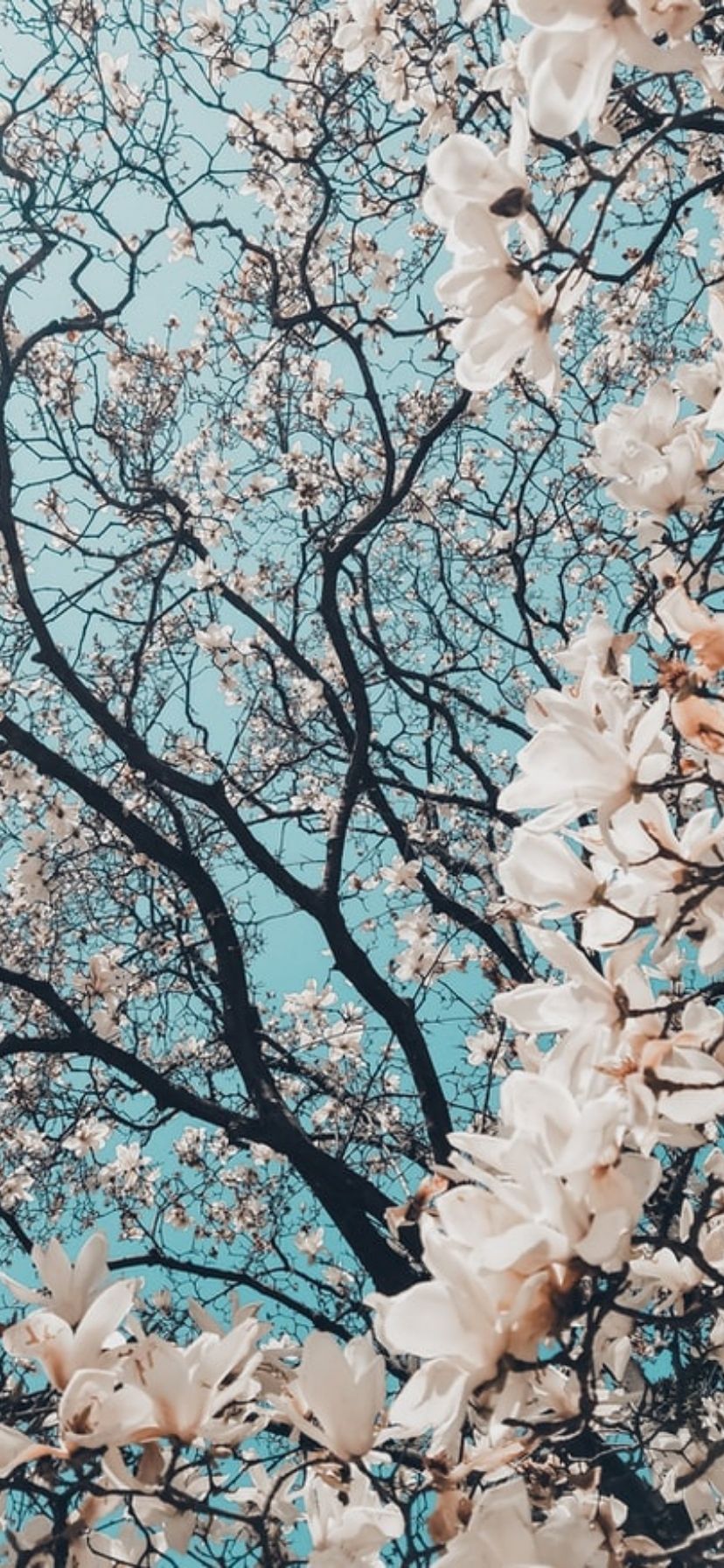 Flower Iphone Wallpaper 7