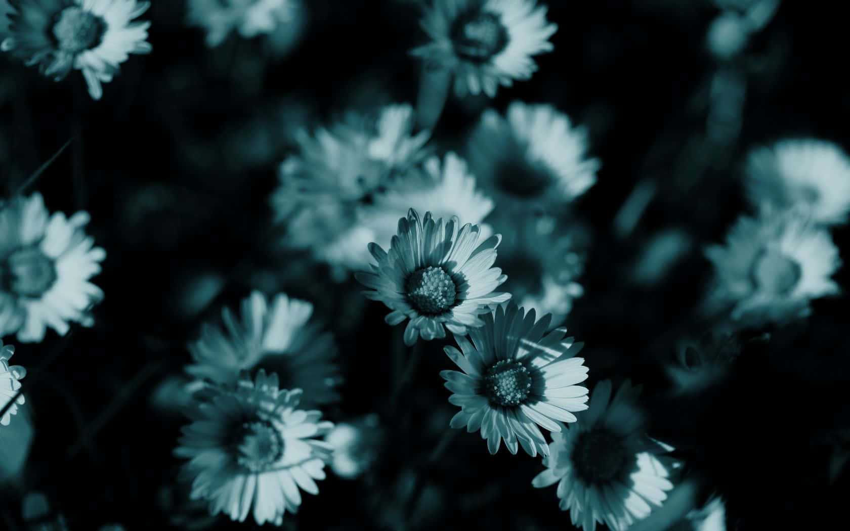 Blue Flower Wallpaper