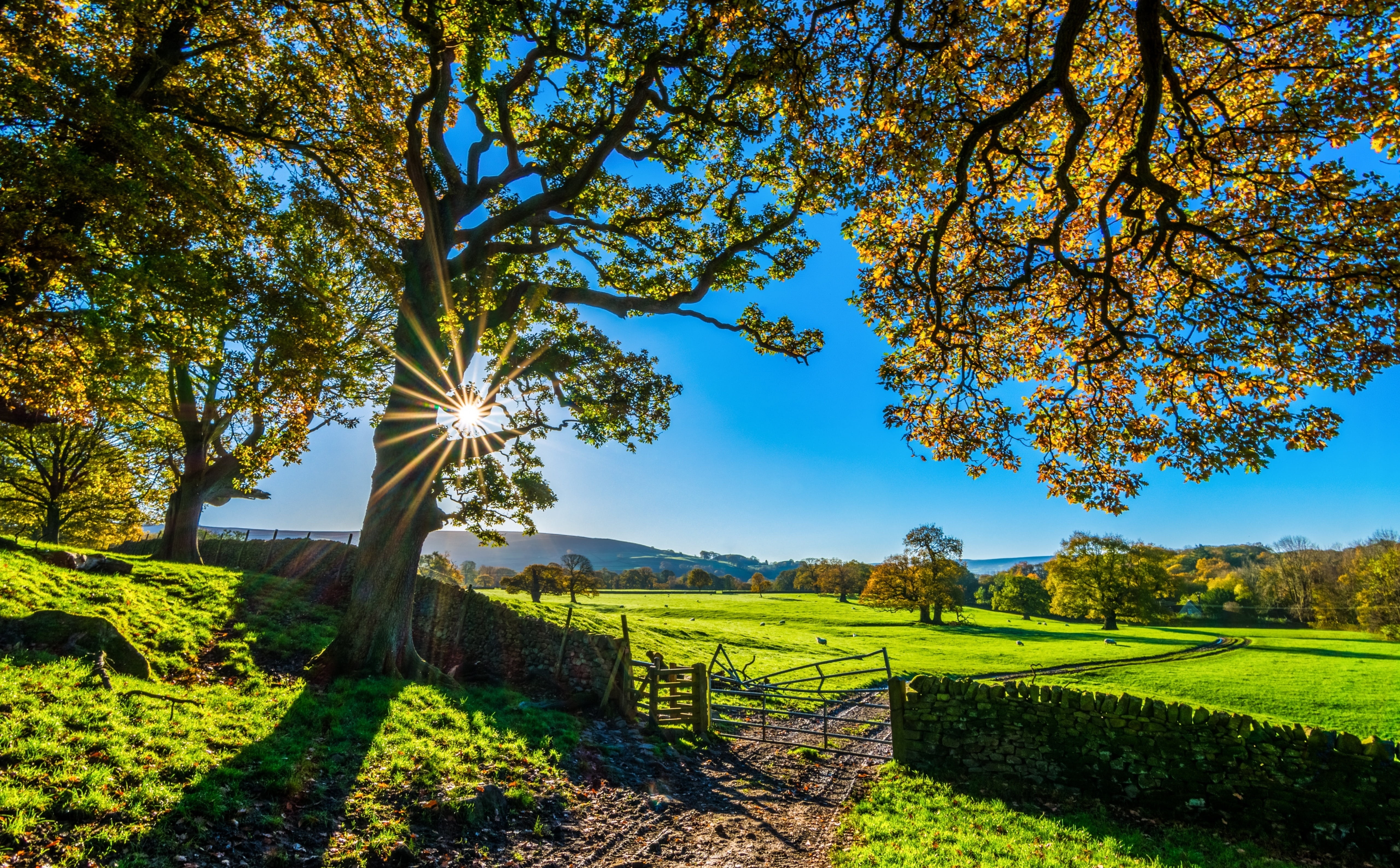 Wallpaper sunshine, landscape, nature, Europe, autumn, tree, scenery, England for mobile and desktop, section природа, resolution 5120x3173