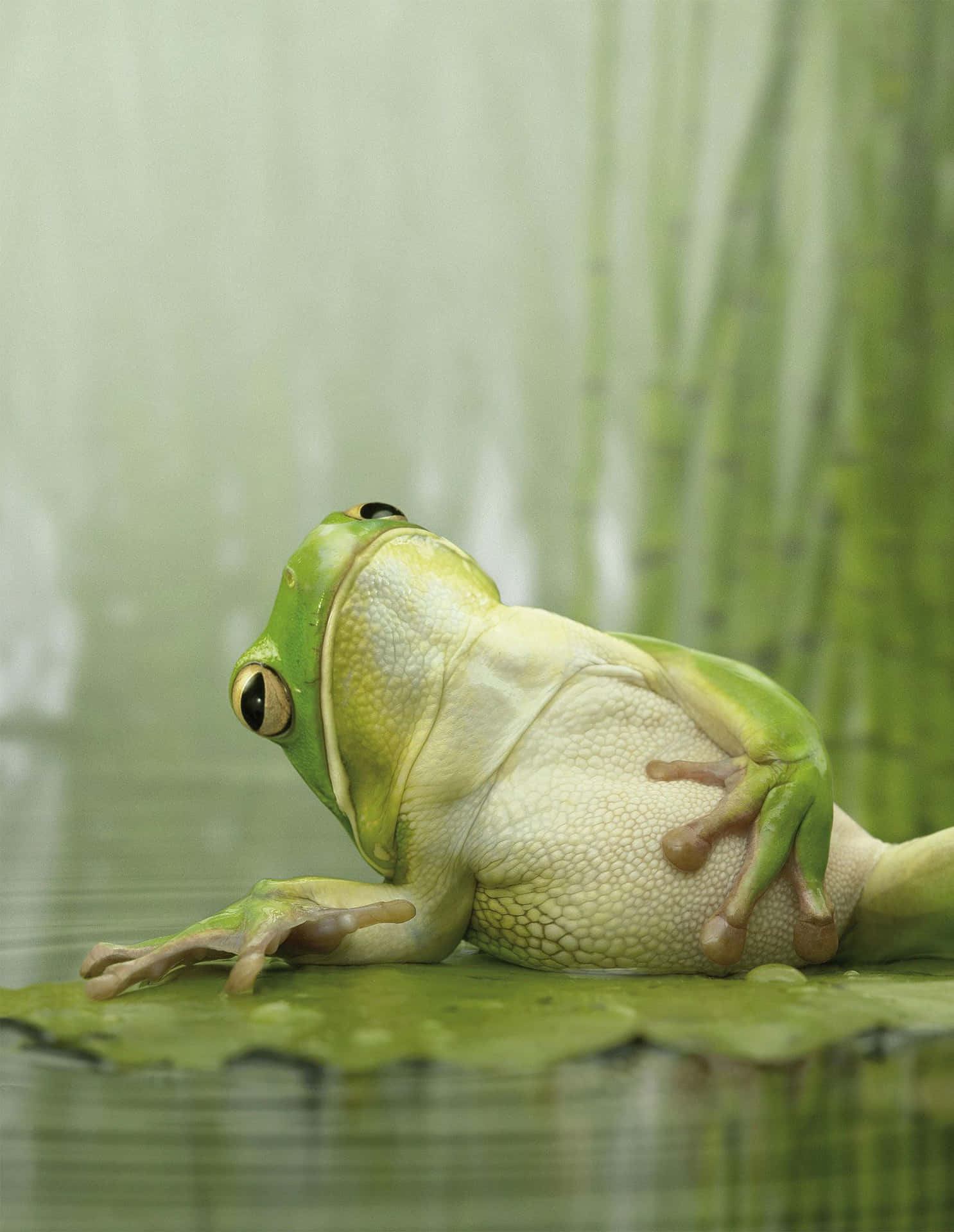 Funny Frog Picture