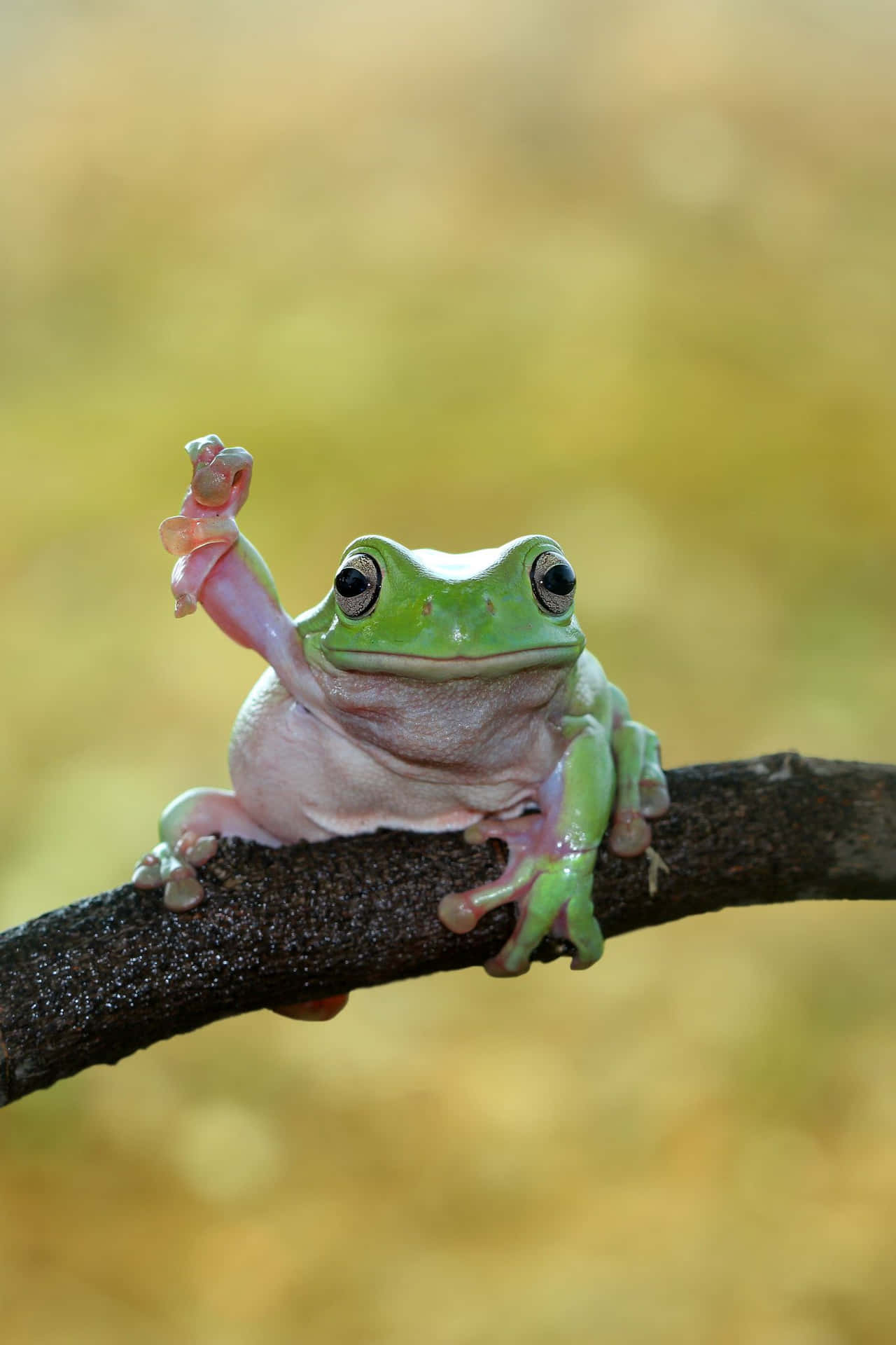 Funny Frog Raising Hand Picture