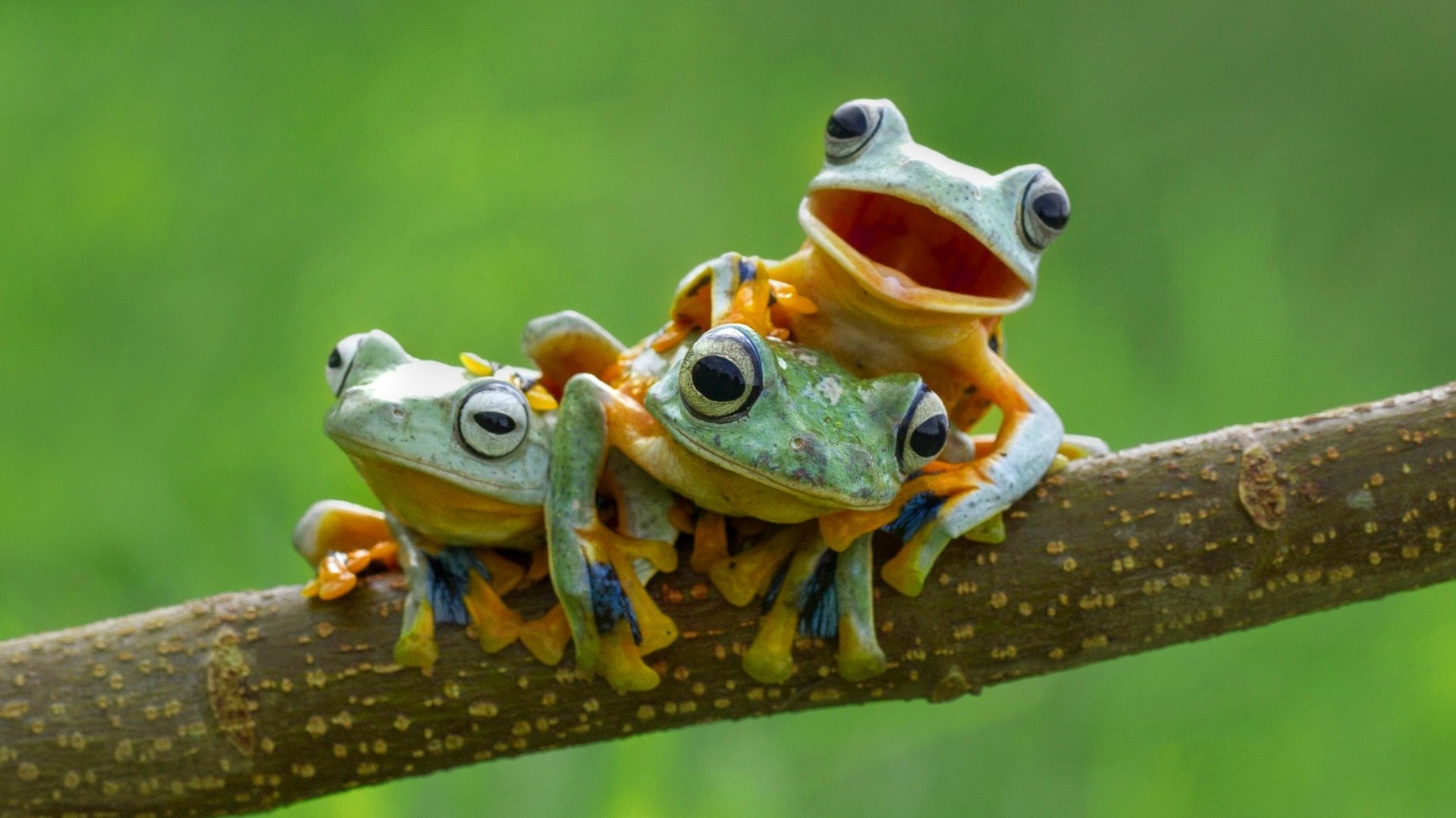 Cute Frog Wallpaper