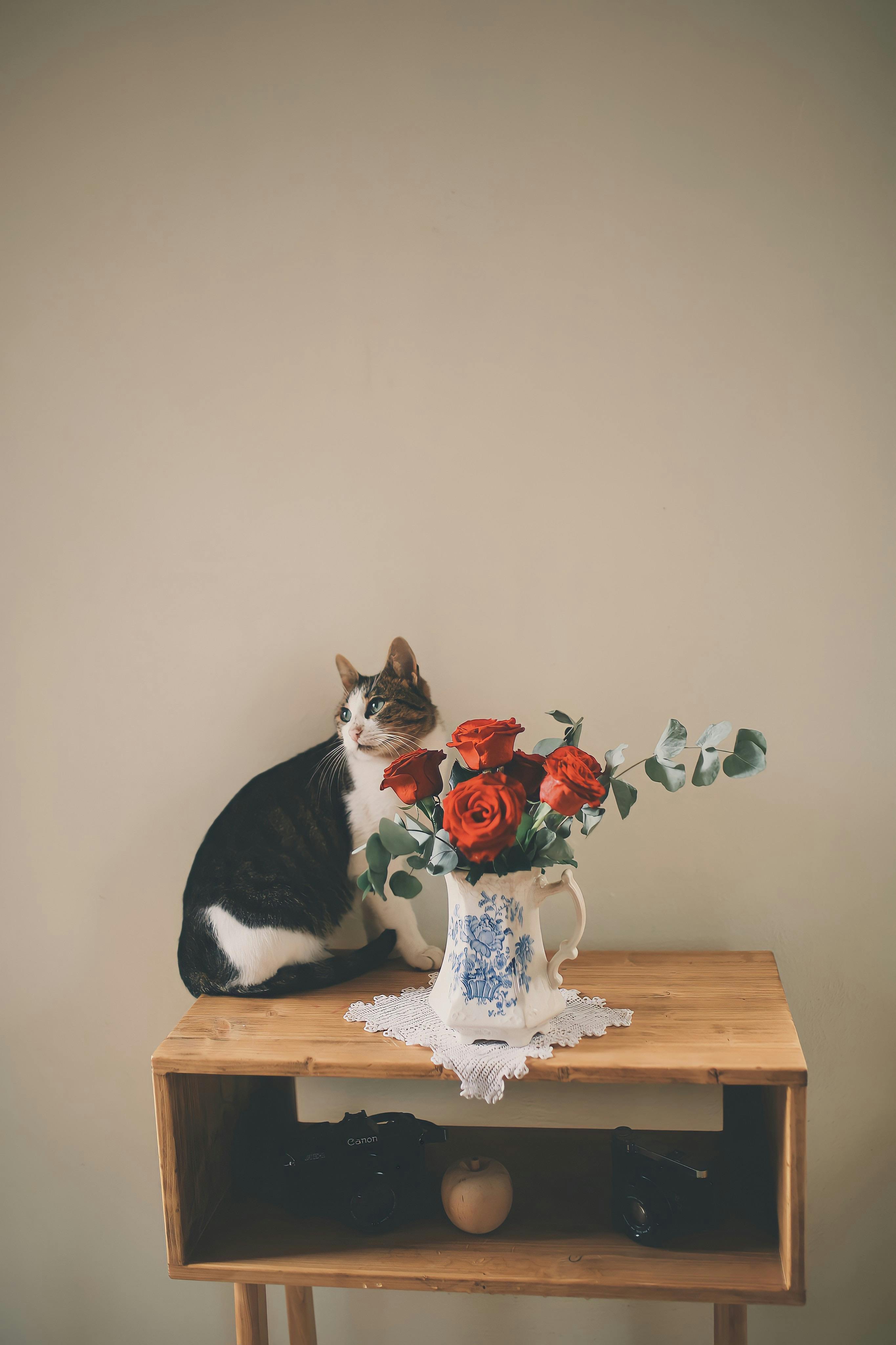Cat With Flowers Photo, Download