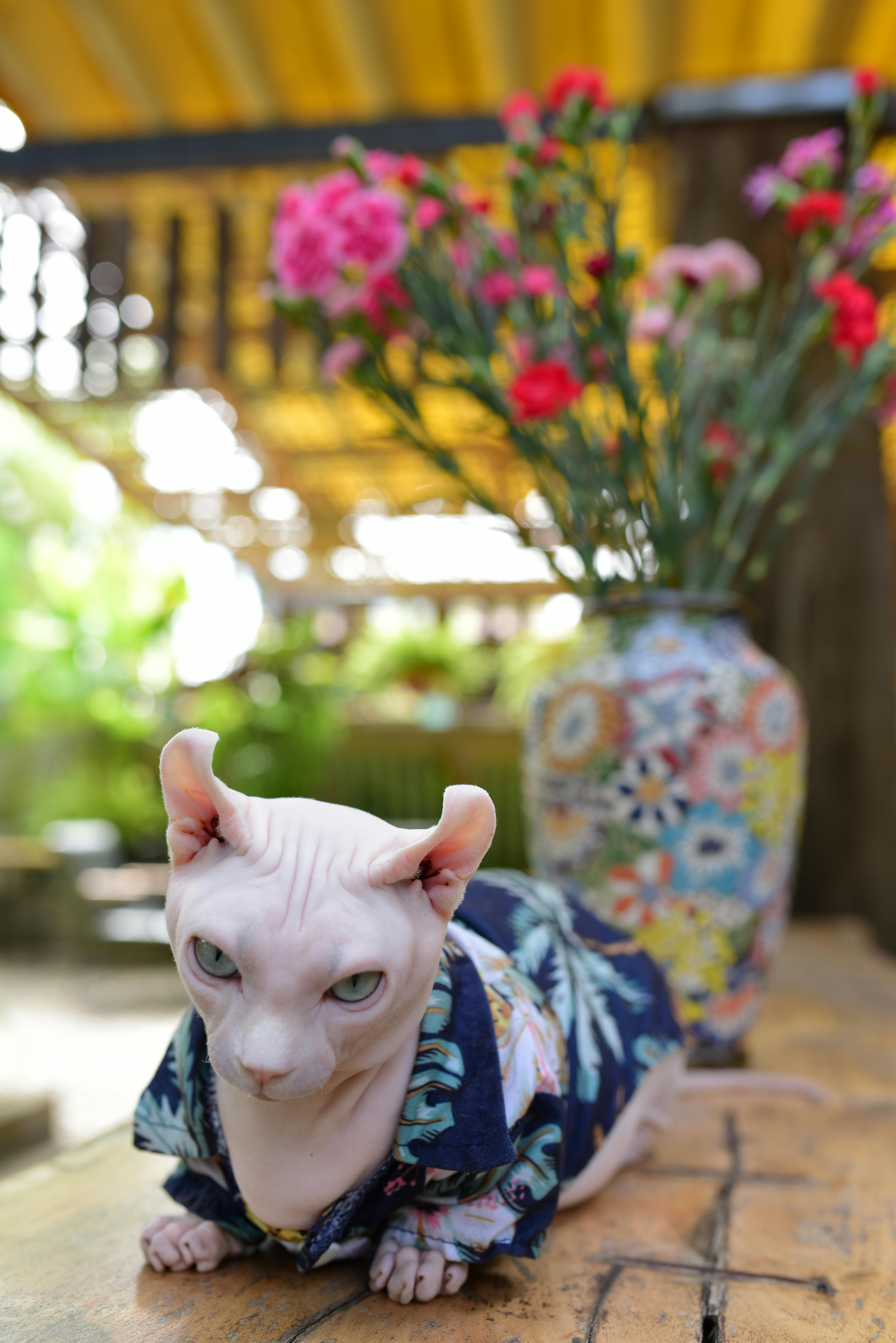 Cat With Flowers Photo, Download