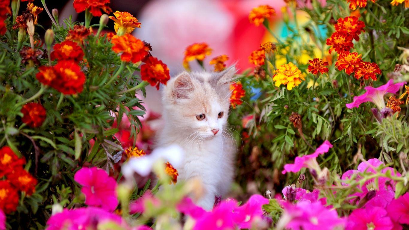 Kittens and Flowers Desktop Wallpaper