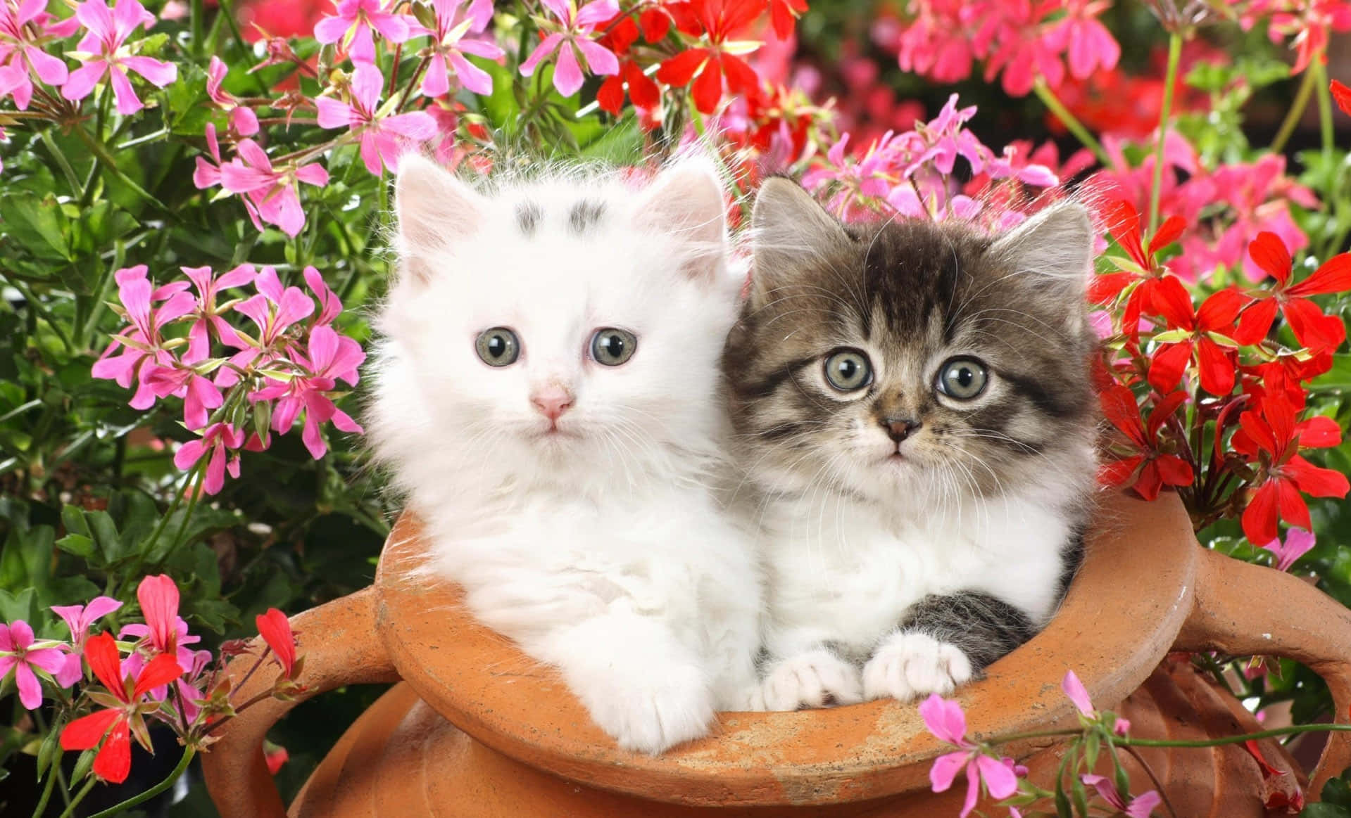 Cute Kittens Wallpaper