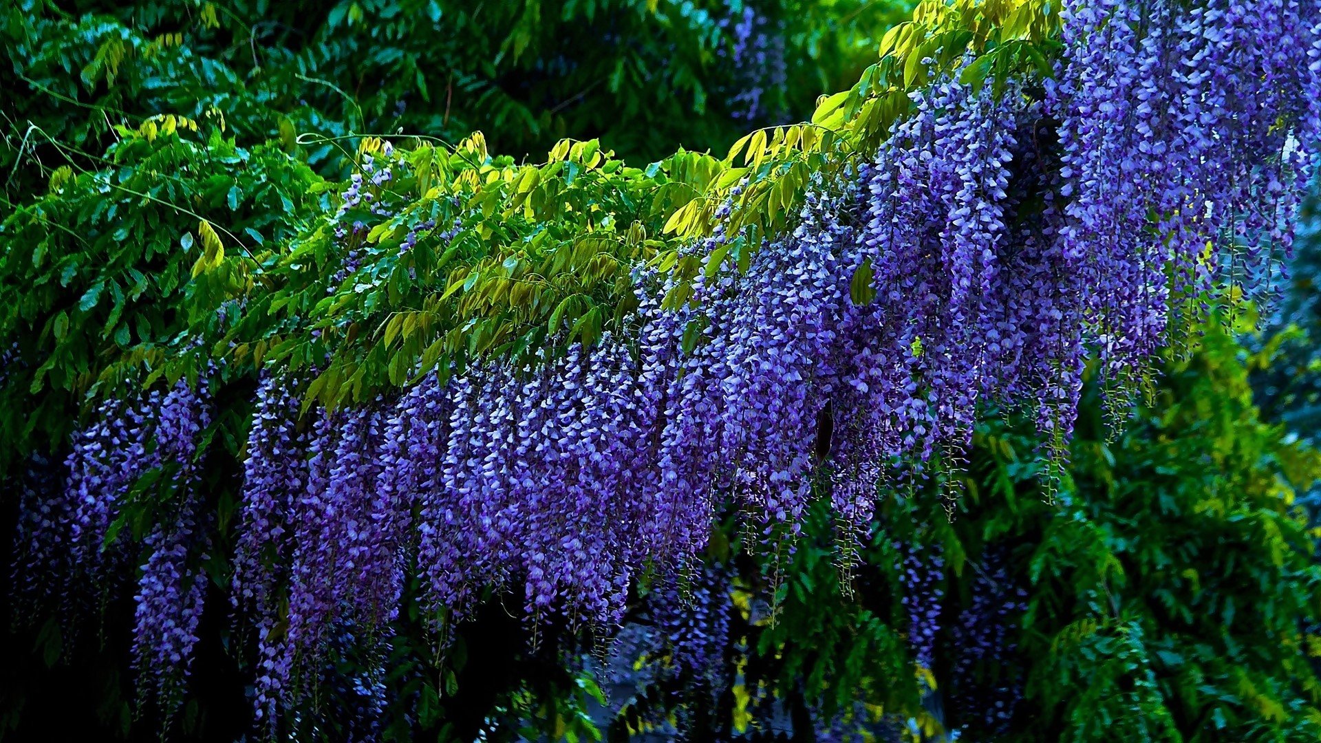 Nature Wisteria HD Wallpaper