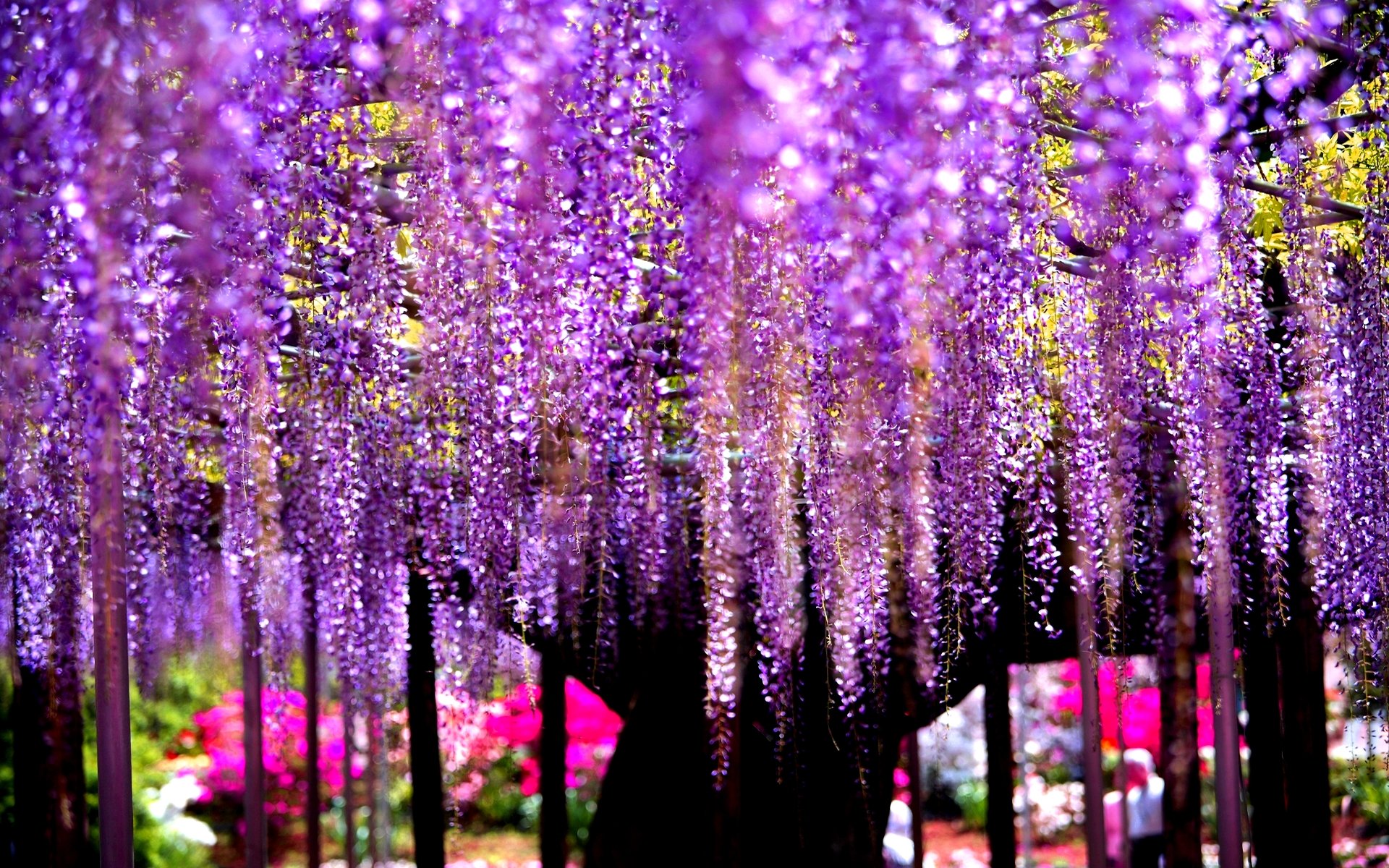 Serene Nature: Wisteria Tree Beauty