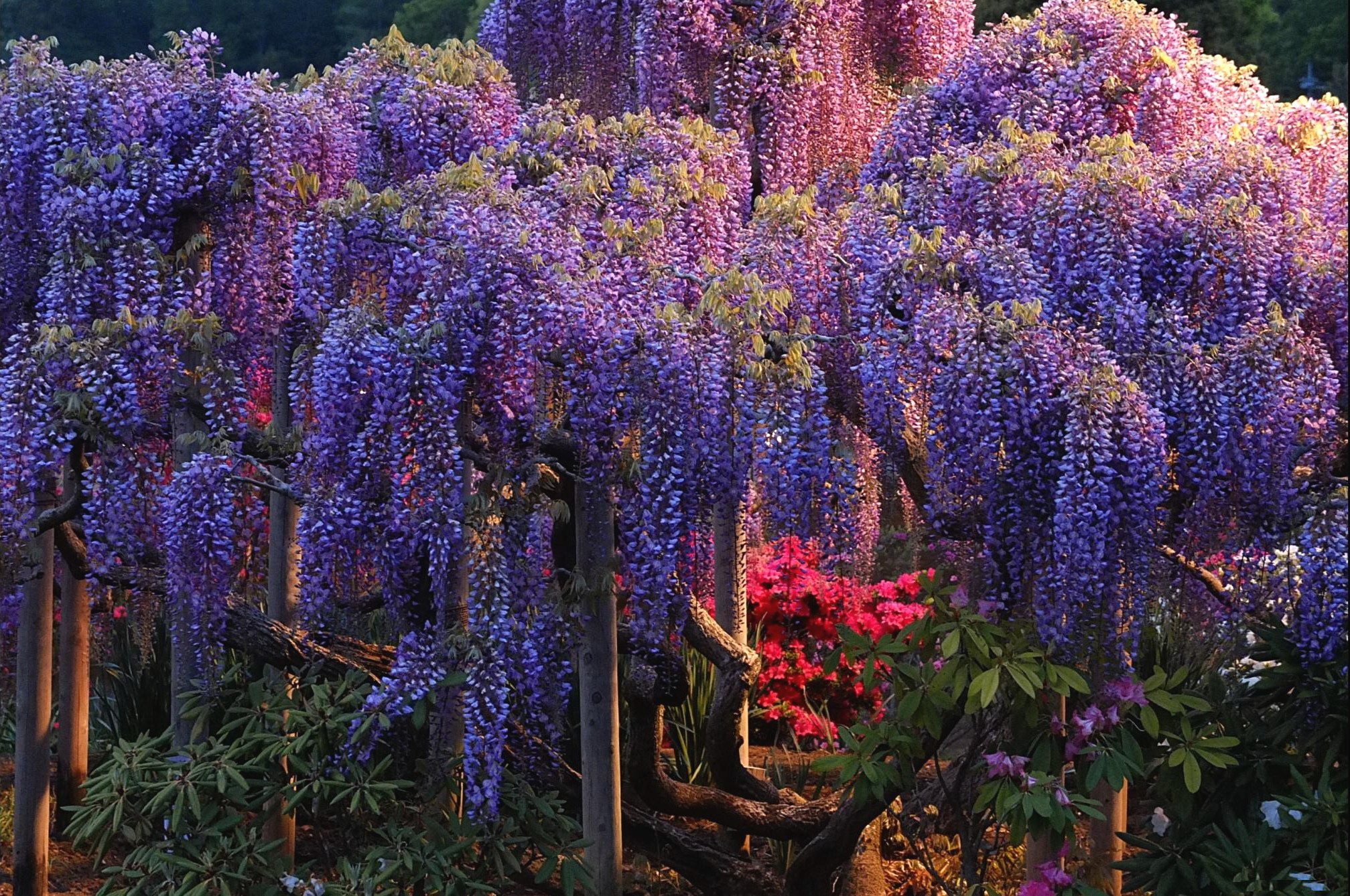 Stunning Wisteria Bliss: A Blue Flower