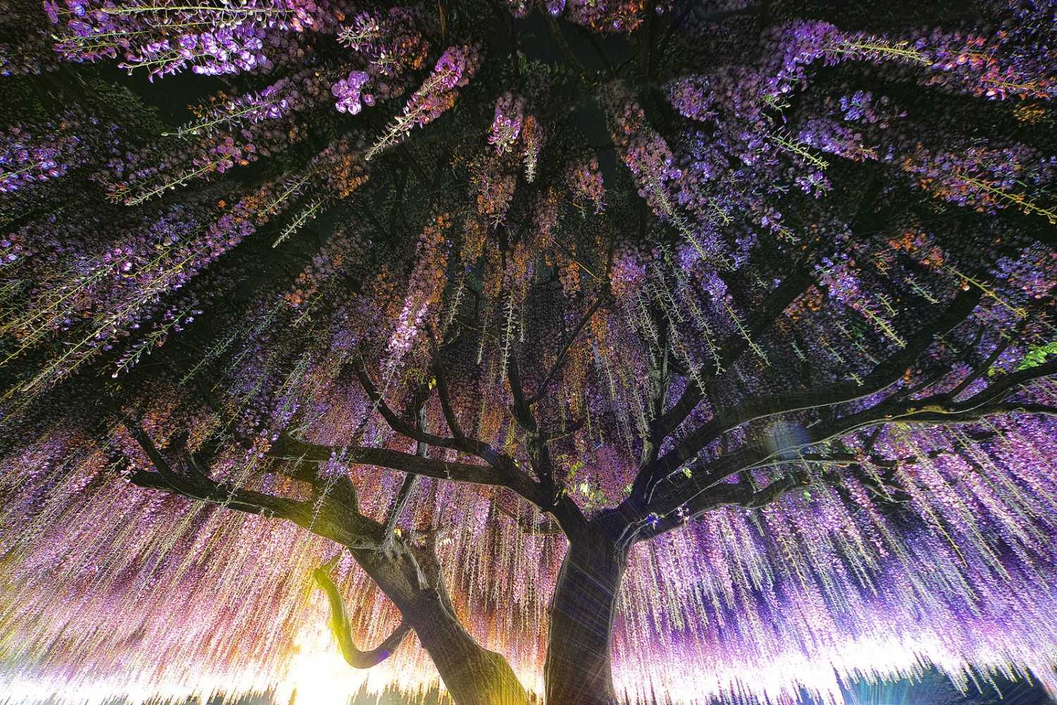 Most Beautiful Trees on Earth