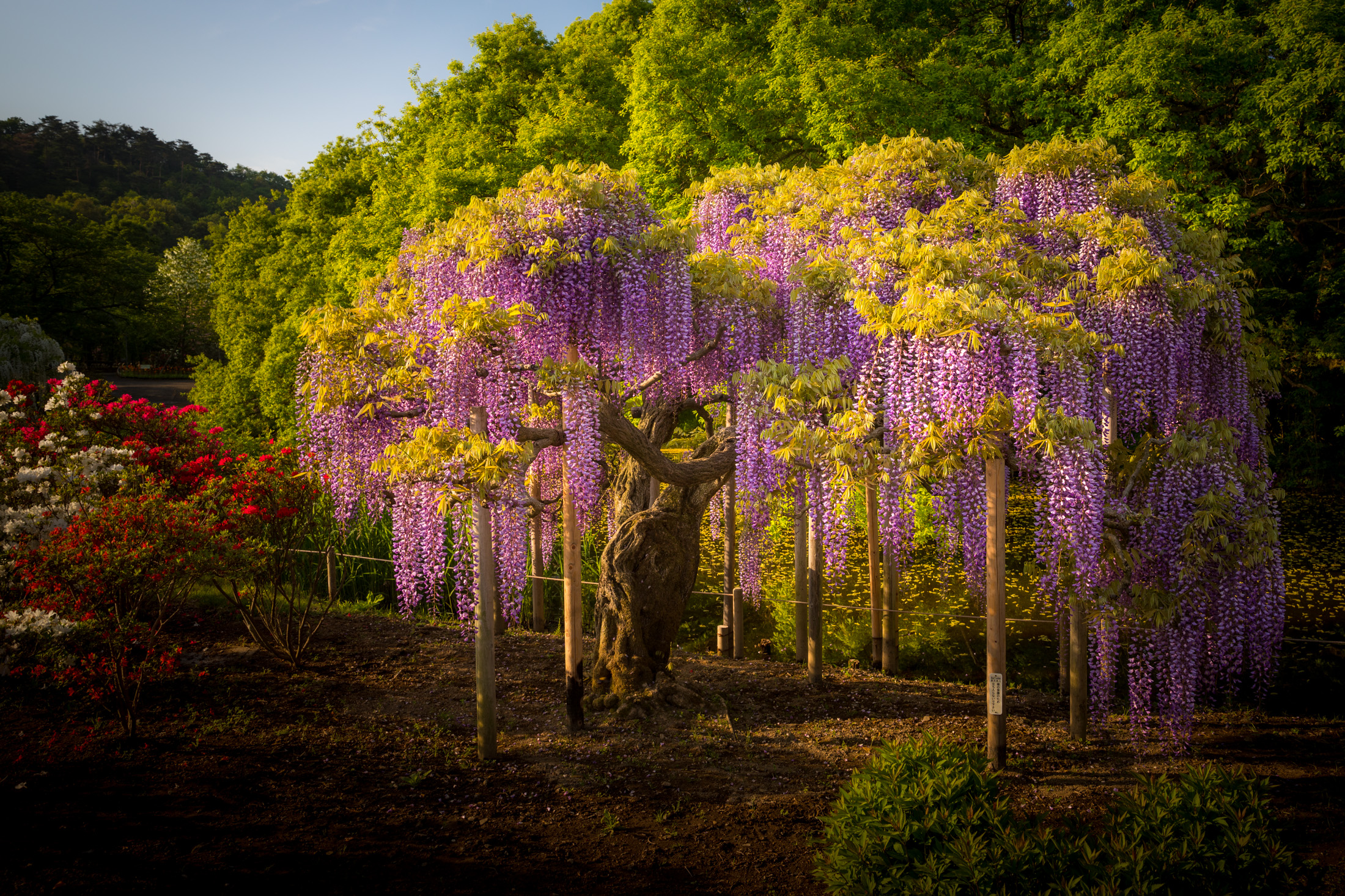 The Floral Paradise of Ashikaga