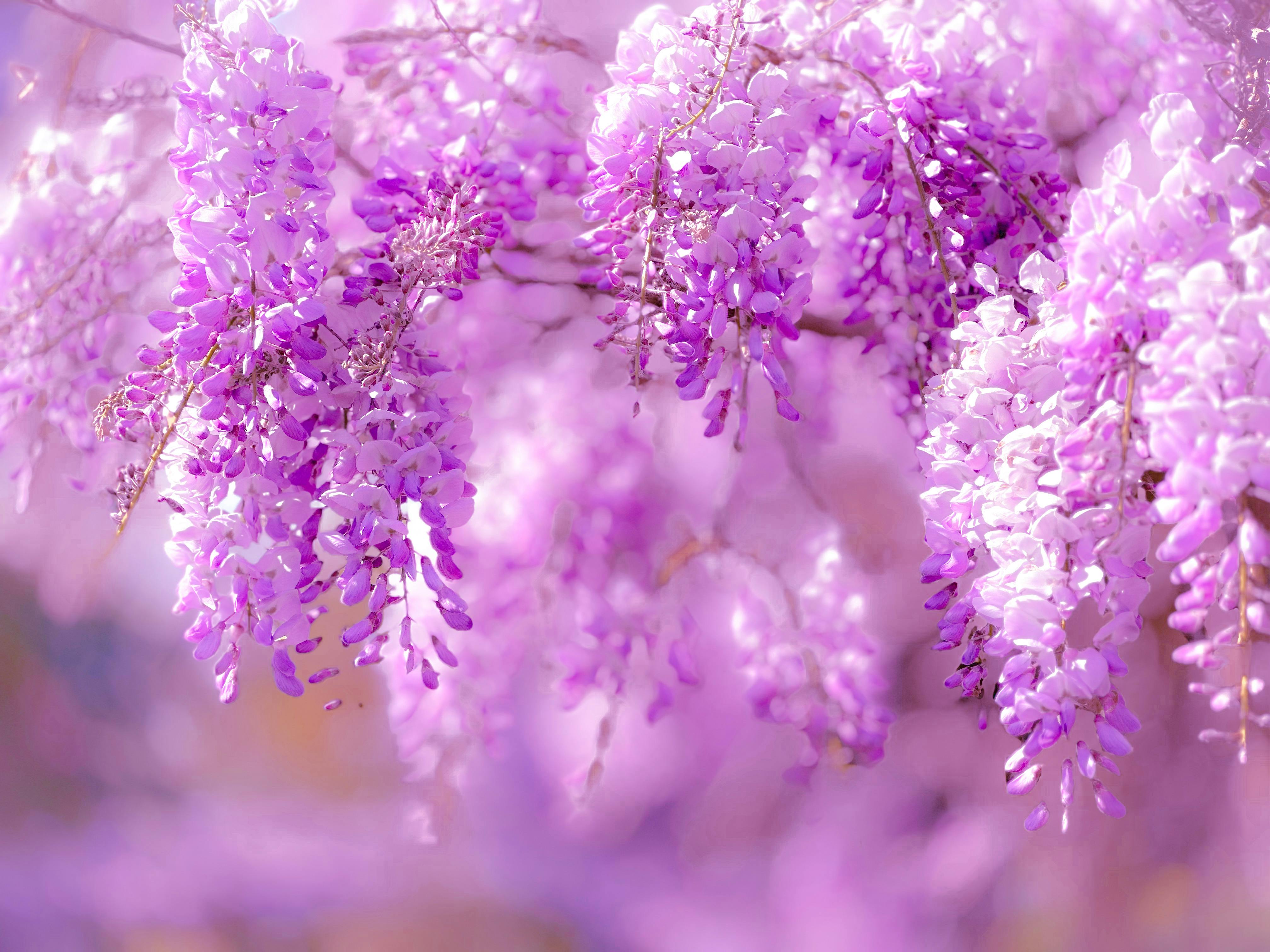 Artistic Wisteria Seeds Artwork in 4K Artistic Wisteria Seeds Artwork in 4K