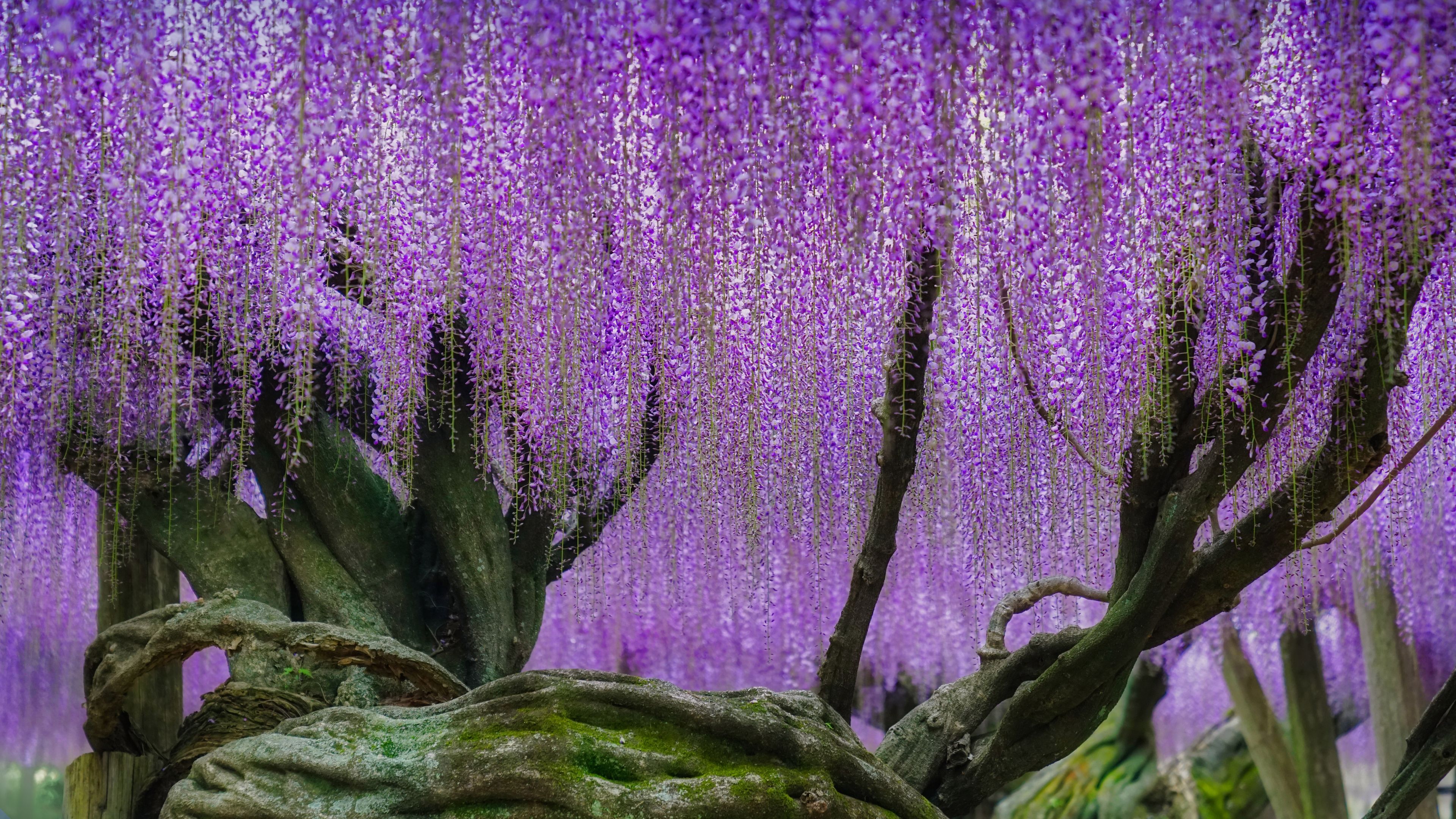 Wisteria blooms at Kawachi Fuji Garden