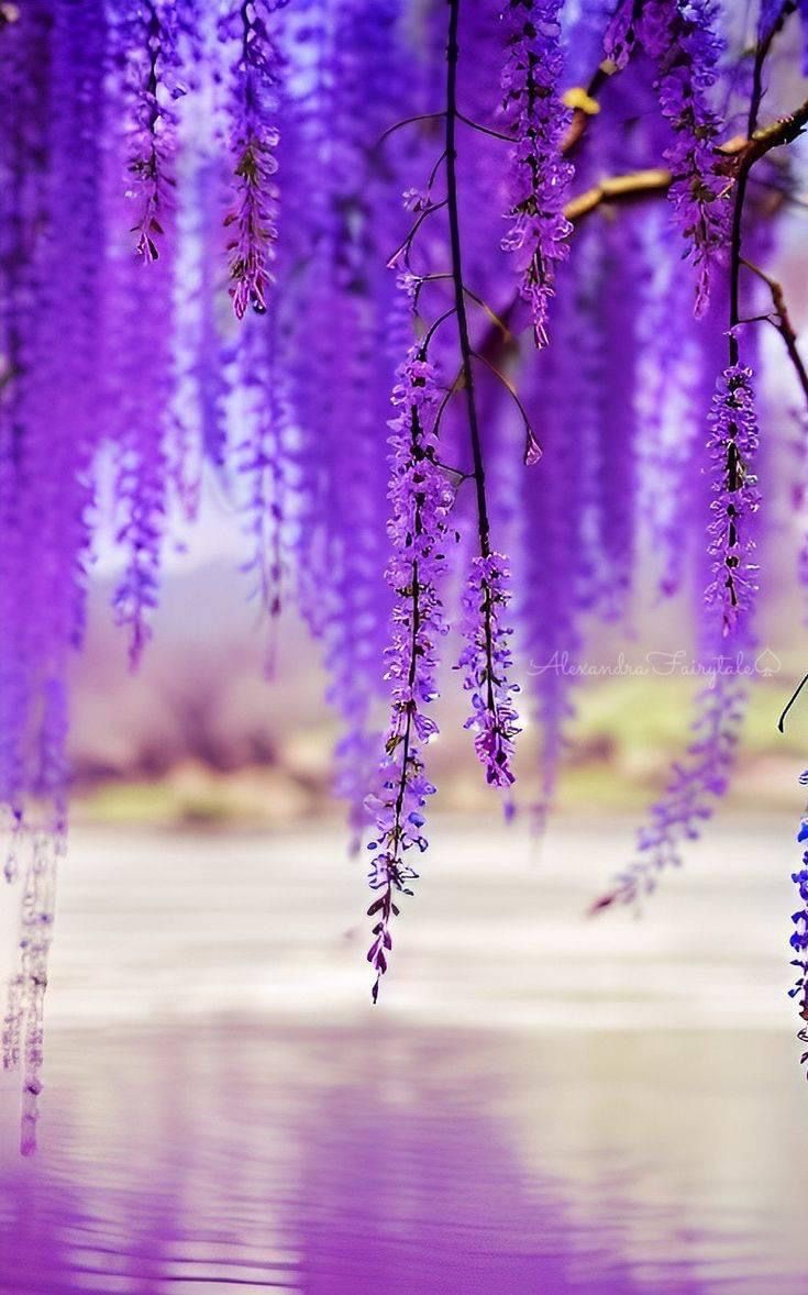 Purple Wisteria Tree