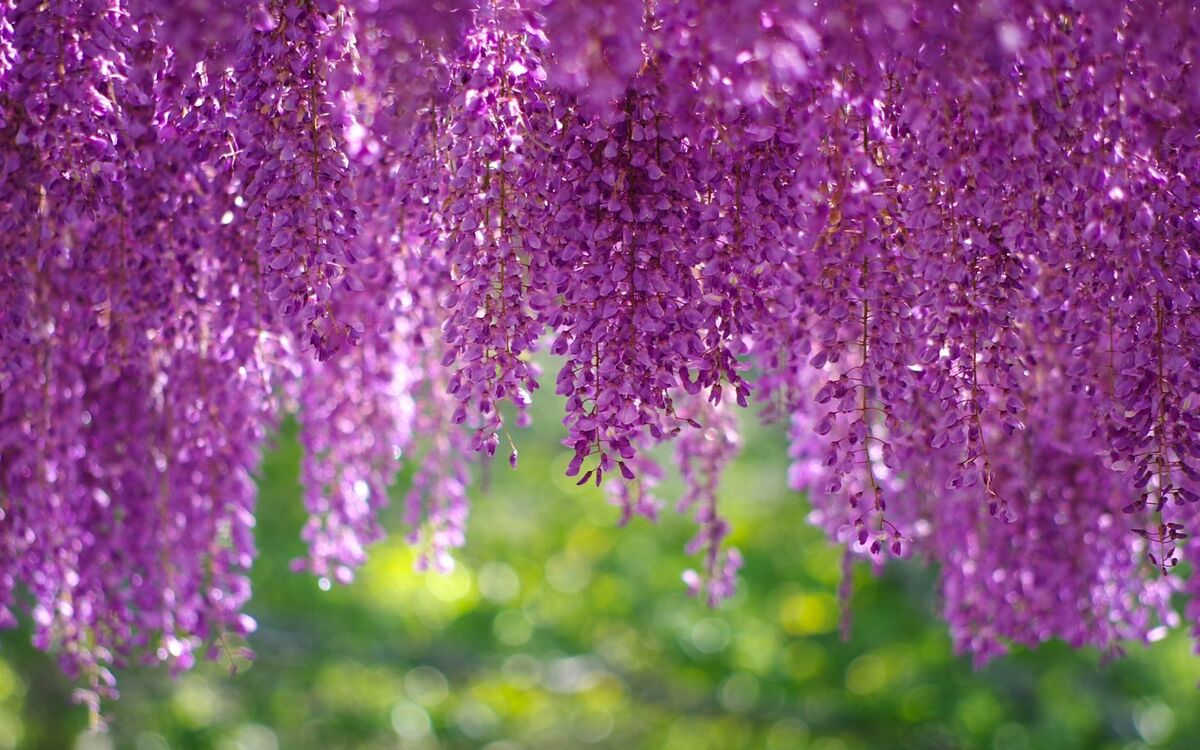Real Wisteria Climbing Flower