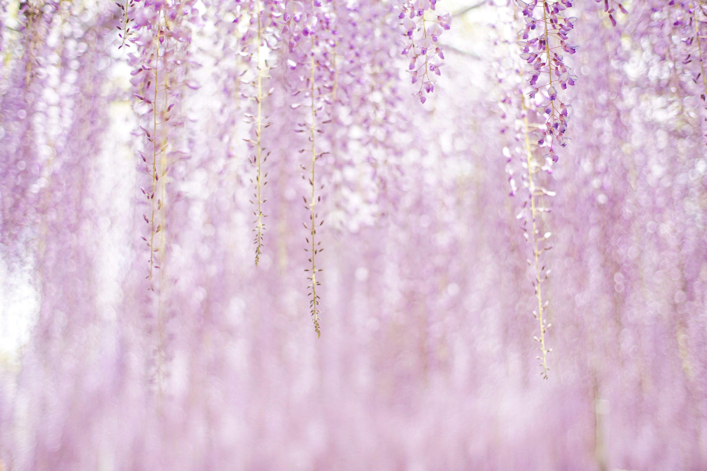 Wisteria Picture. Download Free