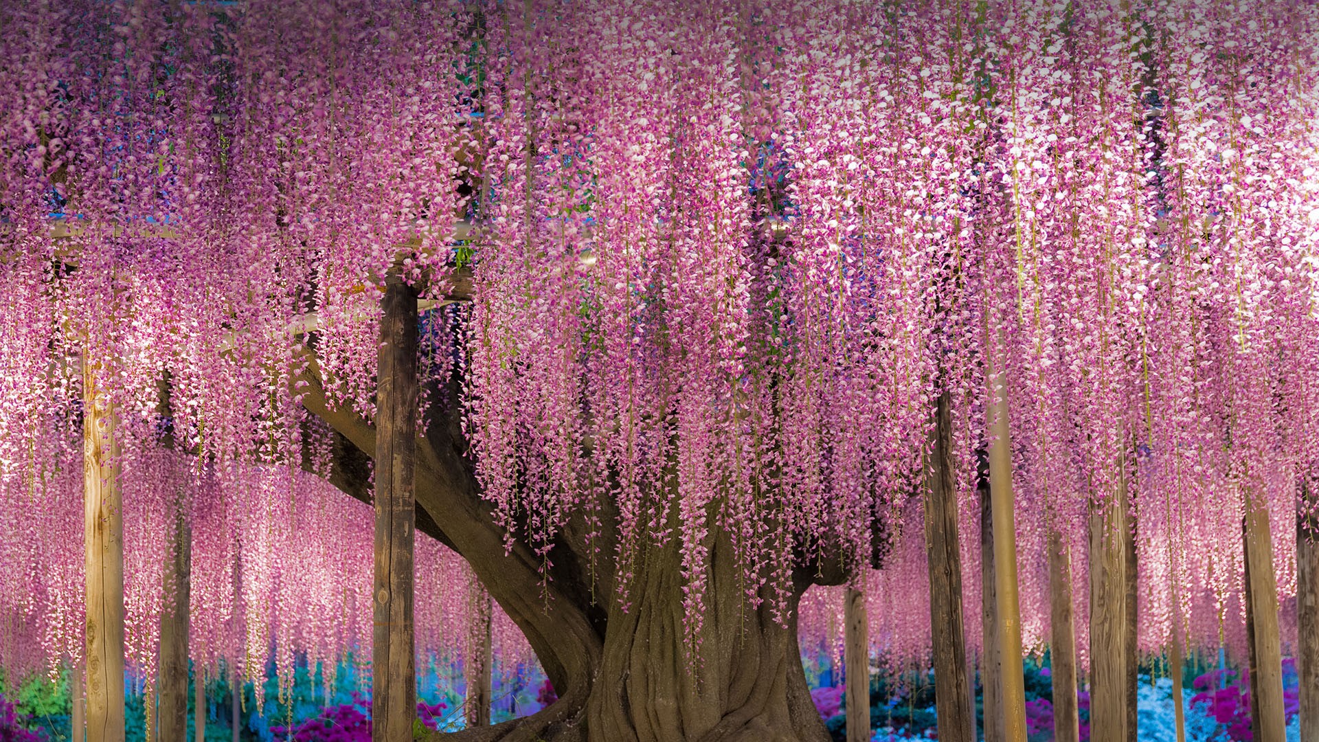 Wisteria Trellis in Japan 1920x1080