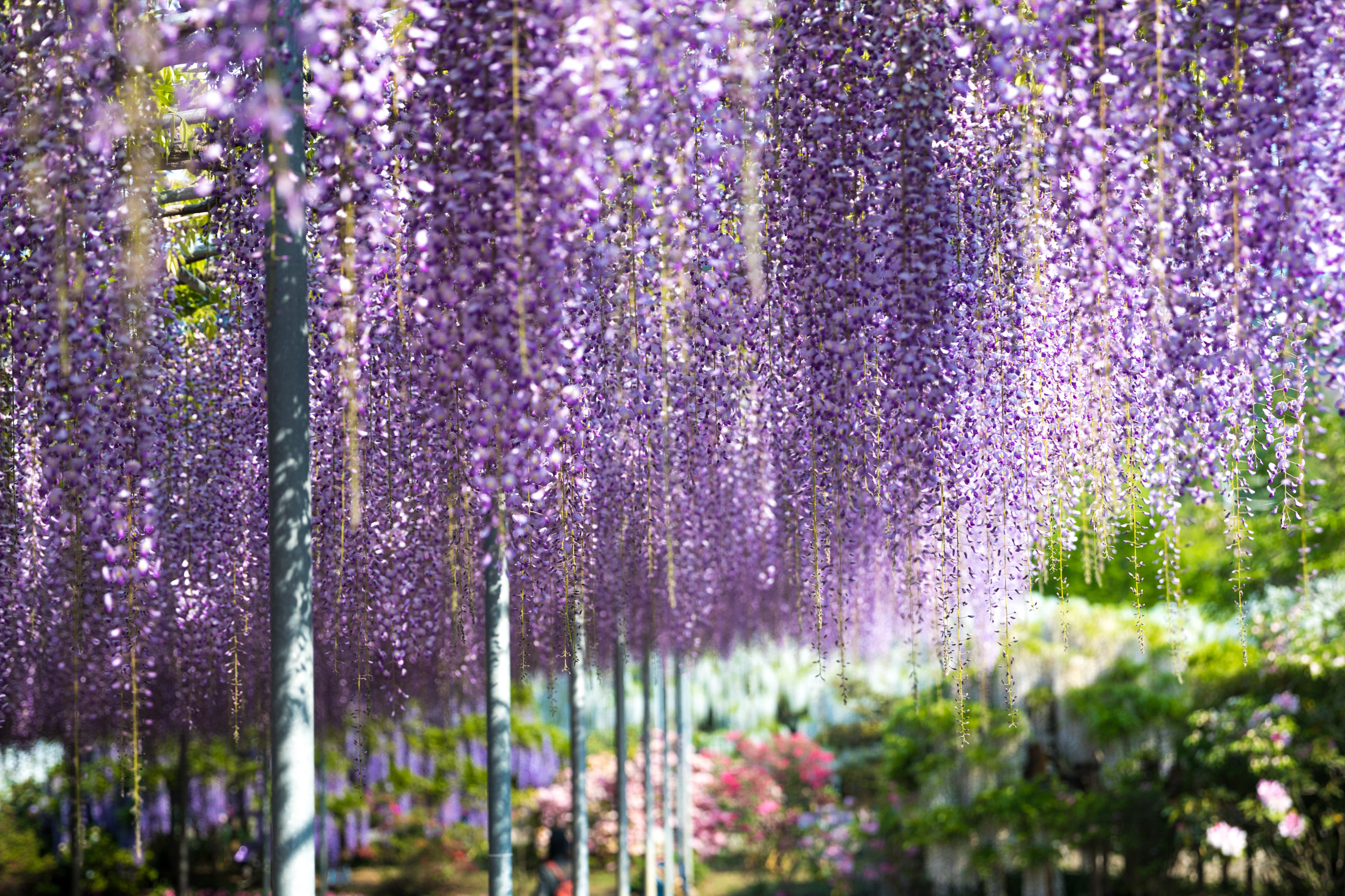Breathtaking Wisteria Canopy at