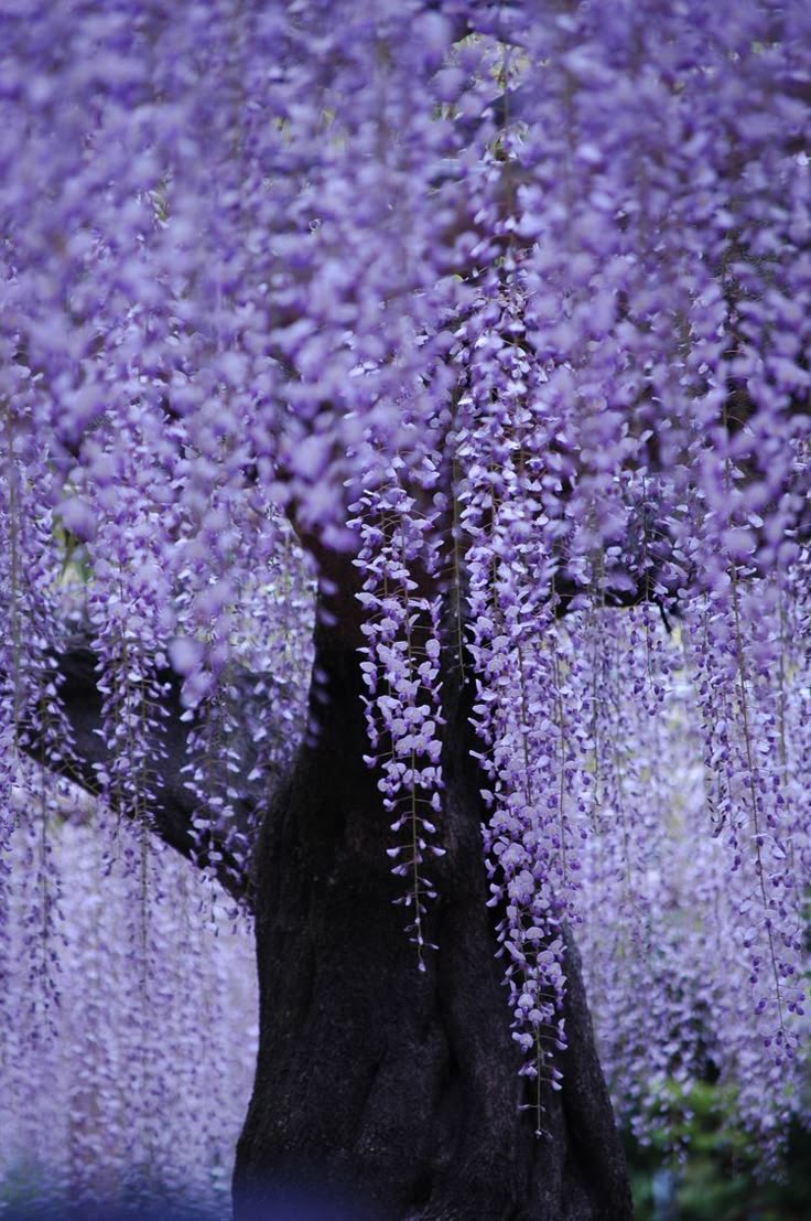 picture, Wisteria tree, Flower aesthetic