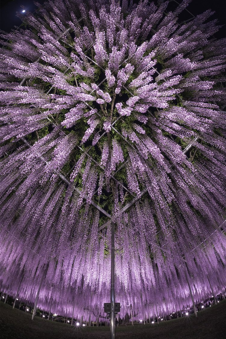 Wisteria Tree Photo Makes the Flowers