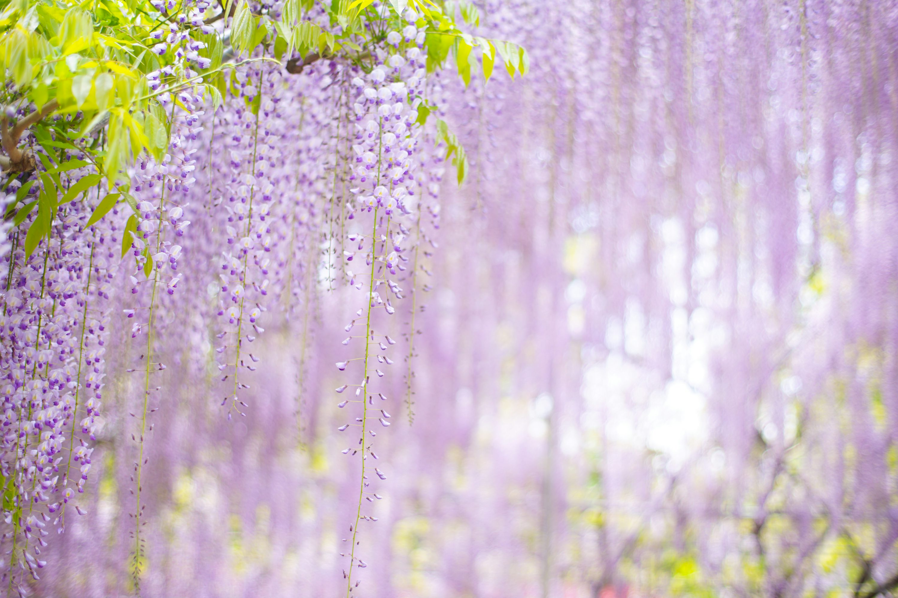 Wisteria Picture. Download Free