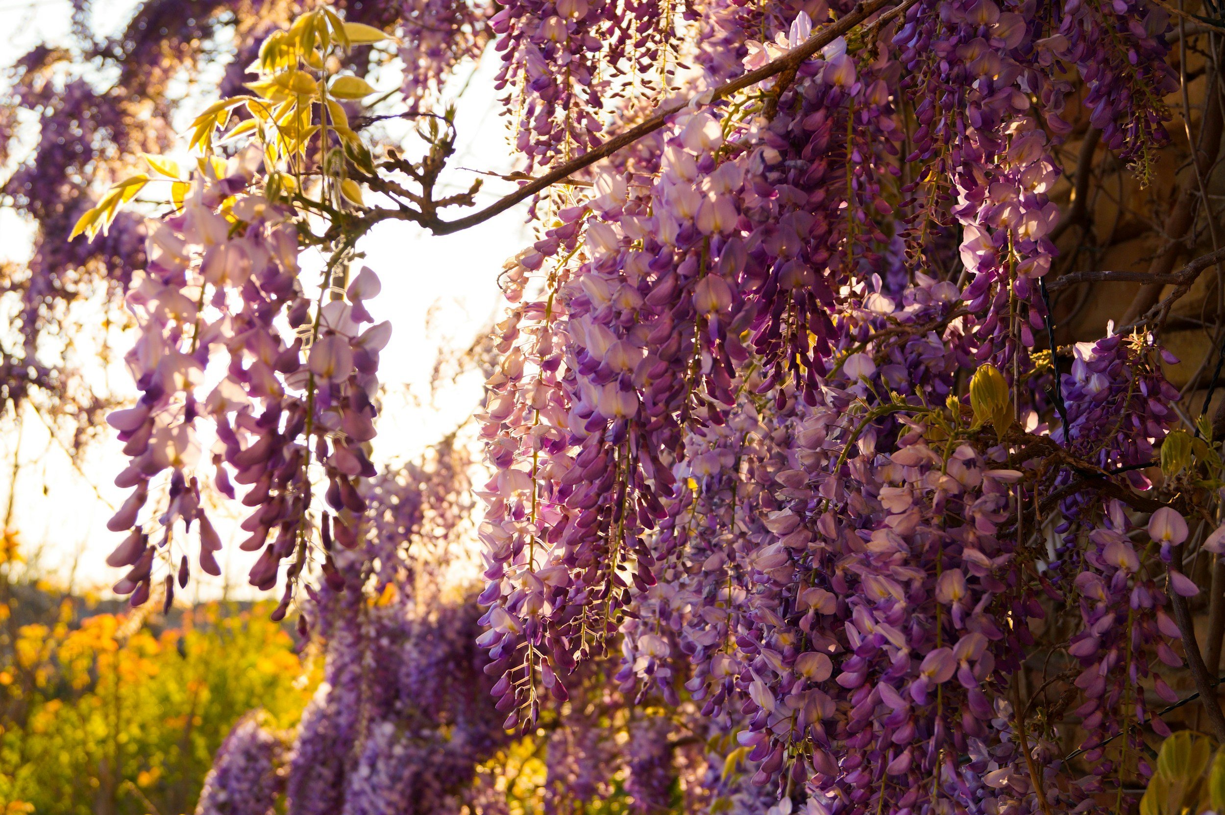 The Wisteria of Japan & LA: Ashikaga