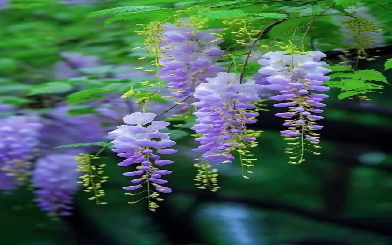 Wisteria wallpaper Web Store