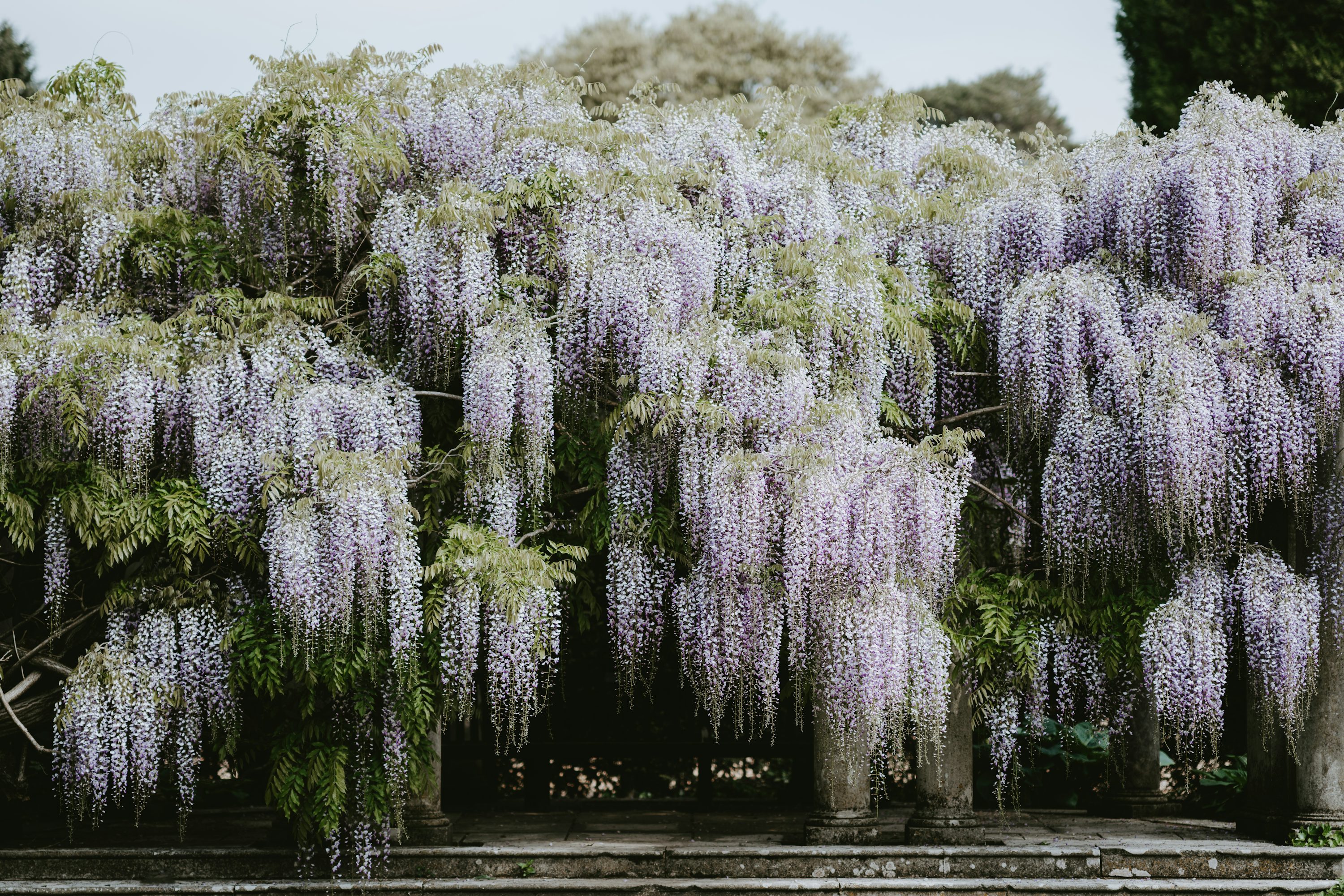 Wisteria Picture. Download Free
