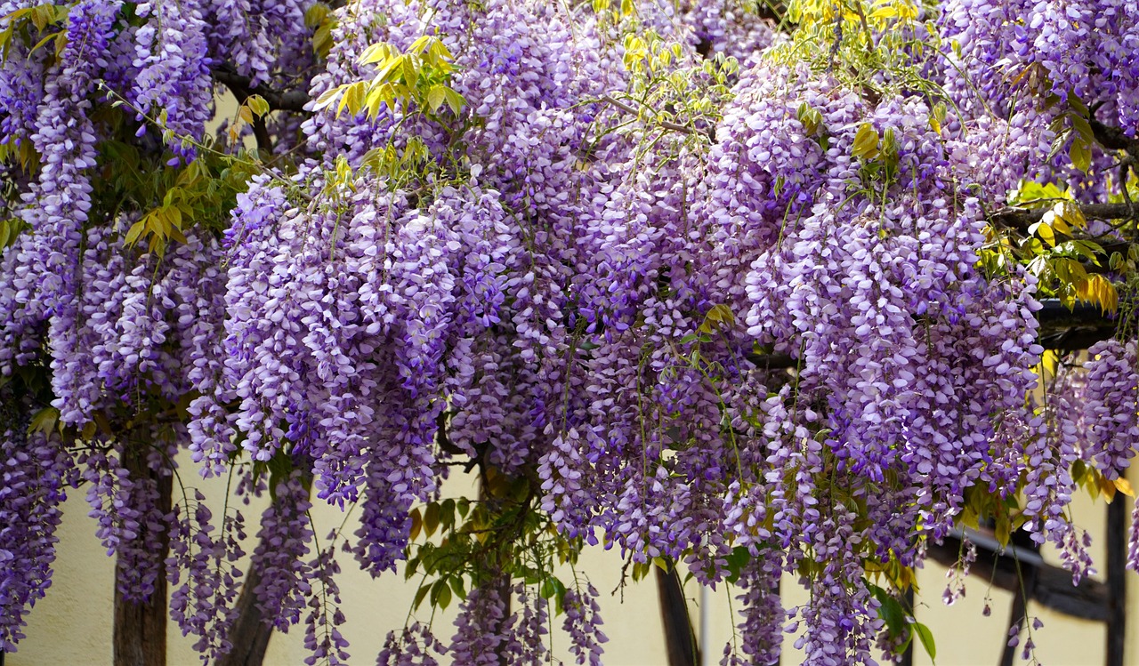 Wisteria Flower Blossom