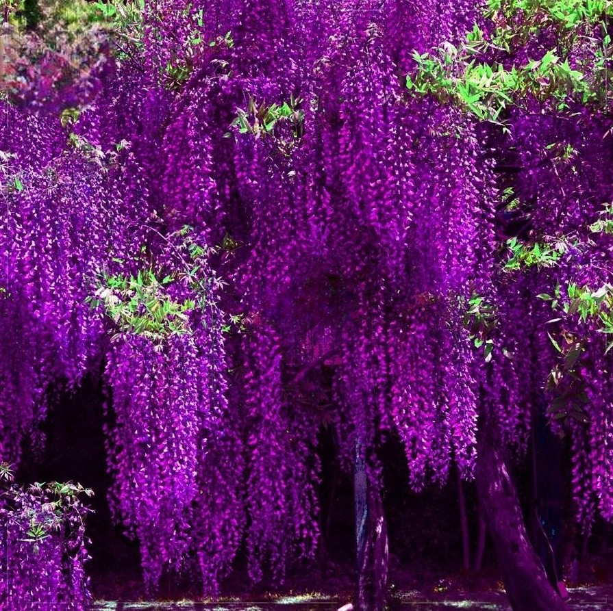 Purple Floribunda Wisteria Vine