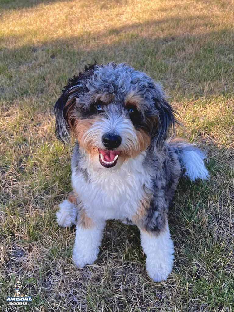 AussieDoodle puppies