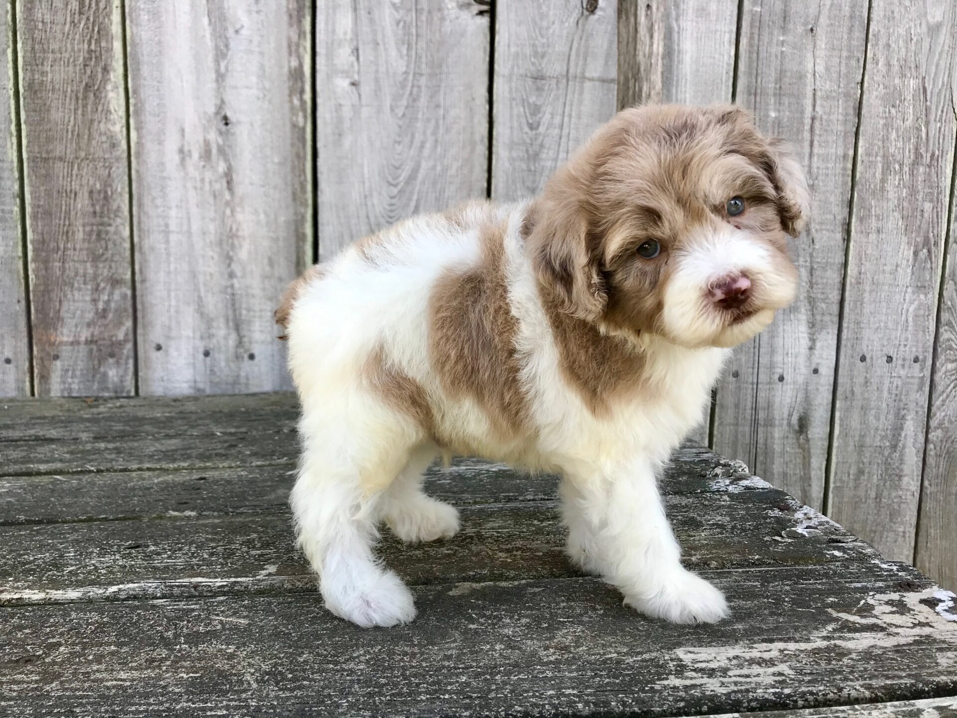 Harmony X Tigger Mini Aussiedoodles DOB