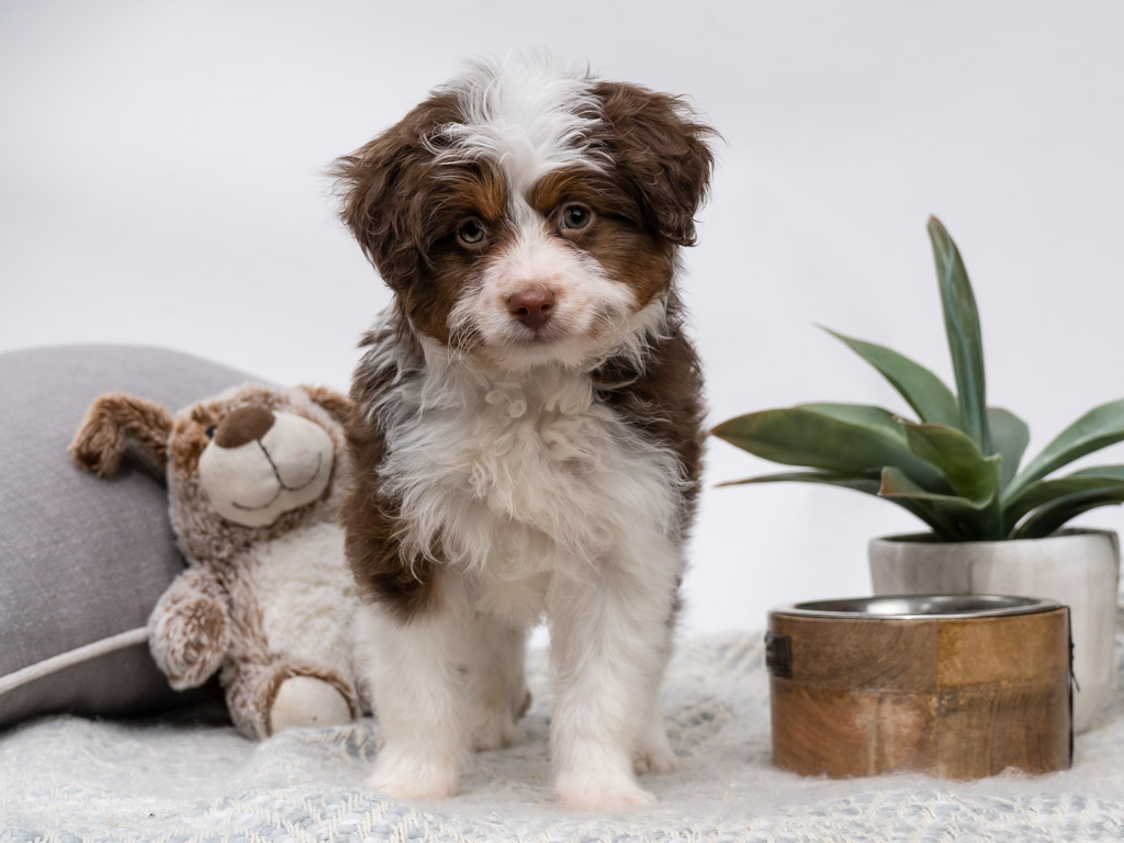 Mini Aussiedoodle: A Puppy You'll