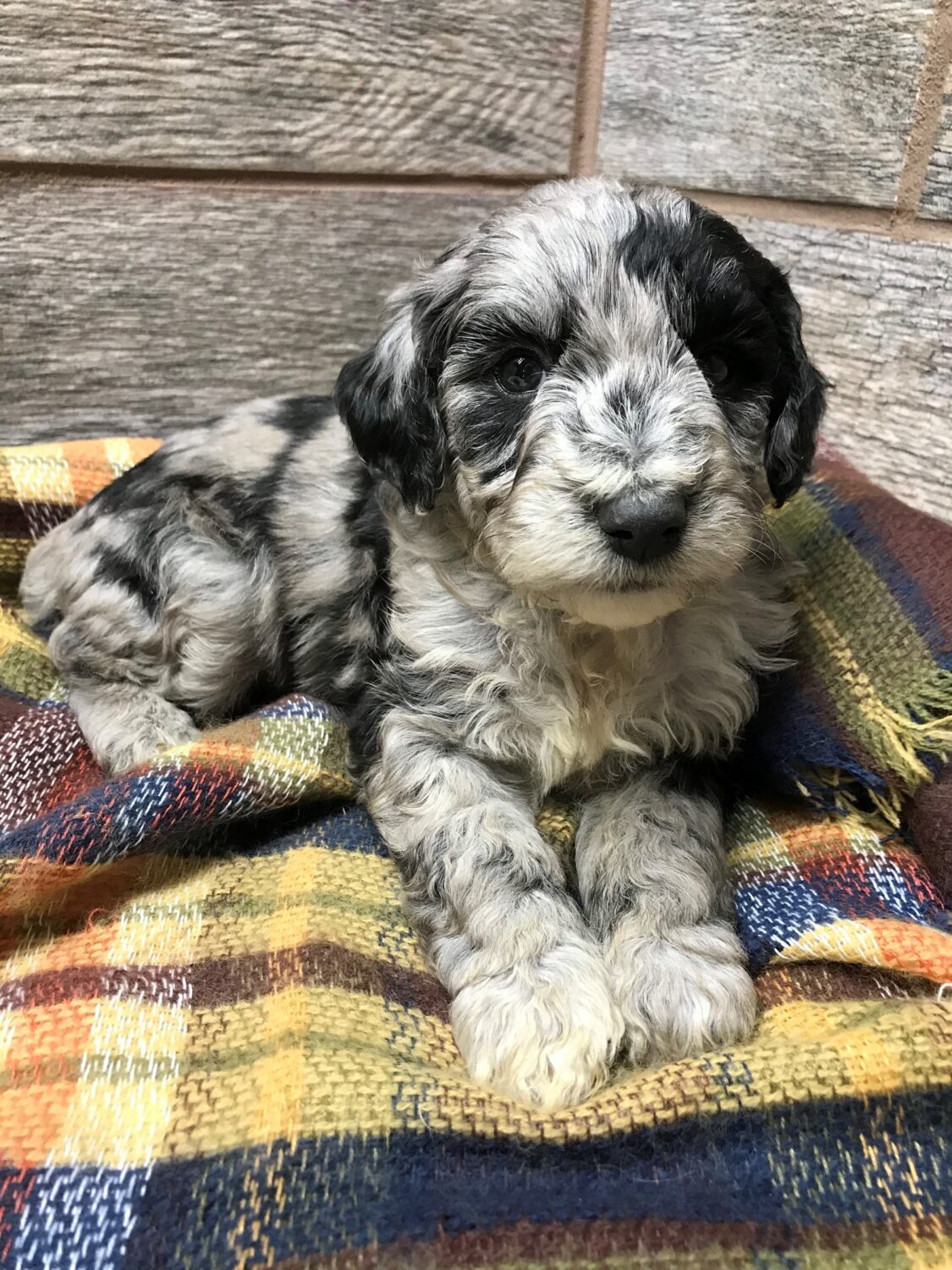 Cagney X Pretzel DOB 9 9 19 Mini