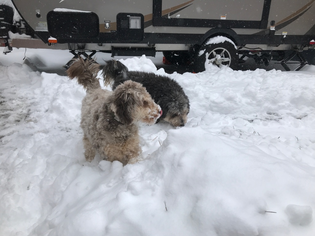 Aussiedoodles in the Snow