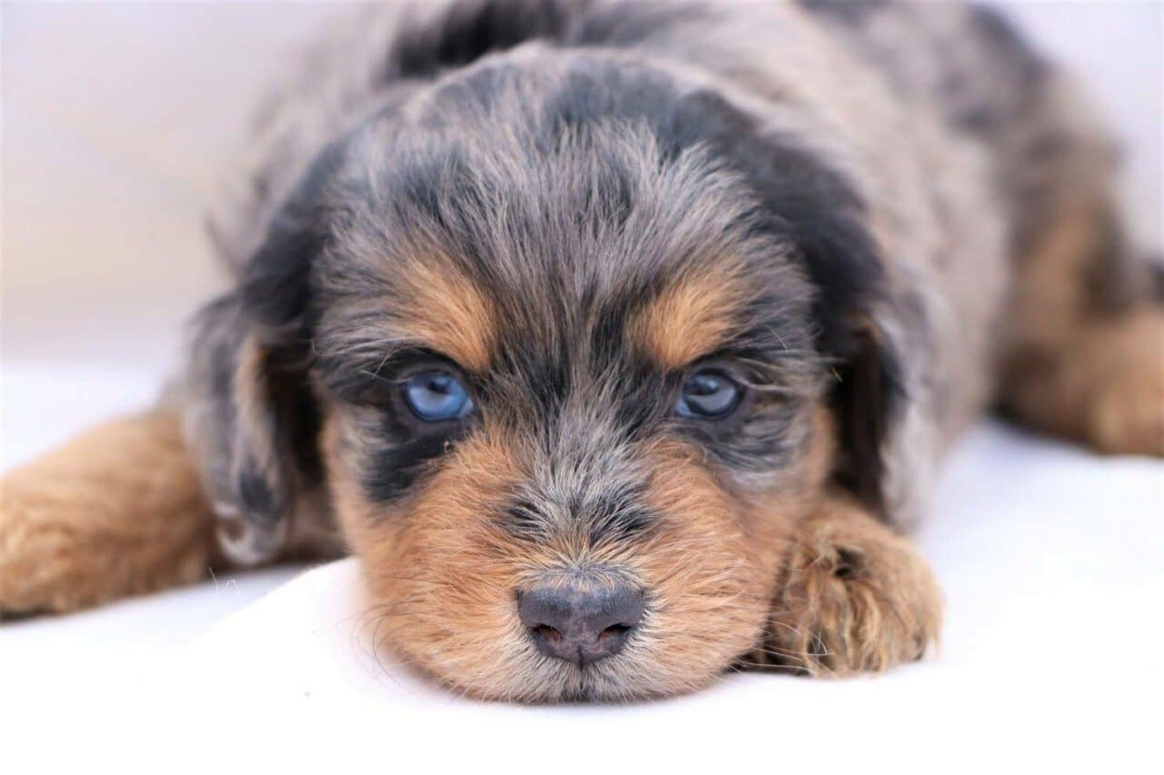 Miniature aussiedoodle breeders clearance