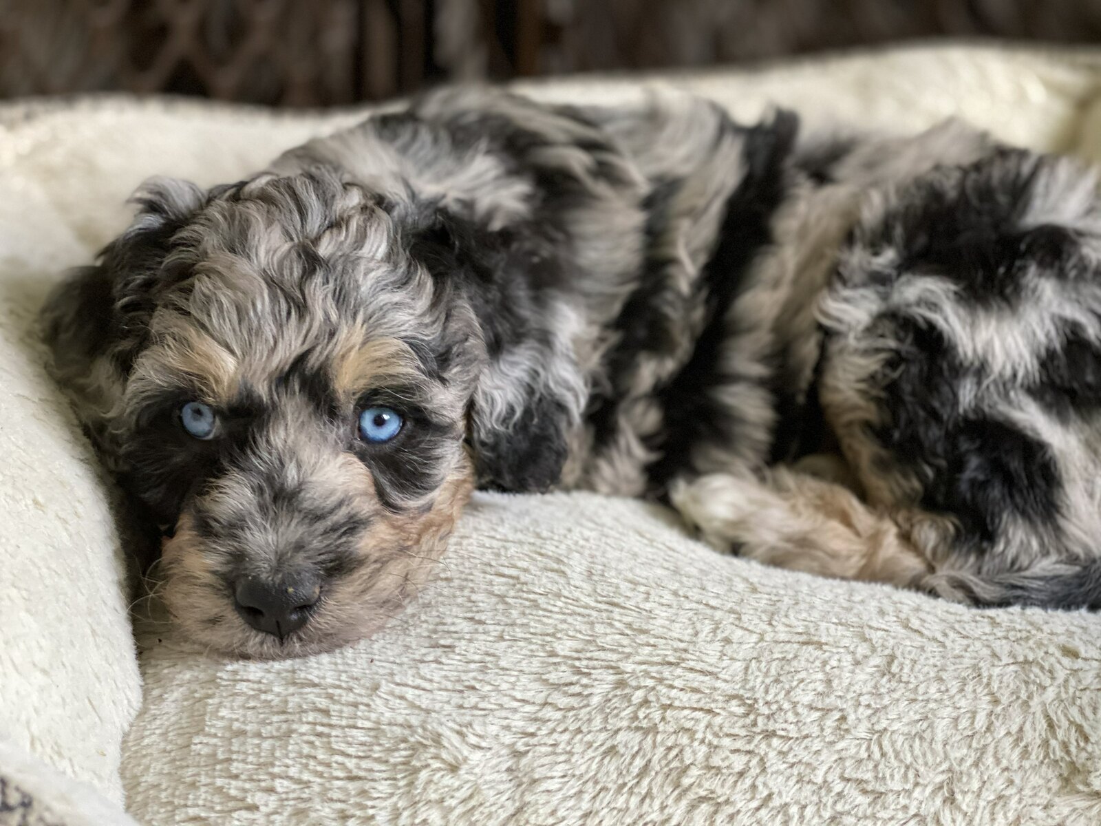All about Aussiedoodles and Bernedoodles